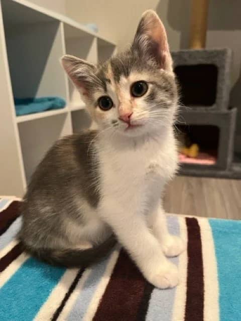 Orange Blossom Special - Domestic Short Hair cat available for adoption at SCAT Street Cat Rescue Program in Saskatoon