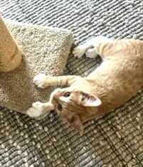Izzy - Domestic Short Hair cat available for adoption at SCAT Street Cat Rescue Program in Saskatoon