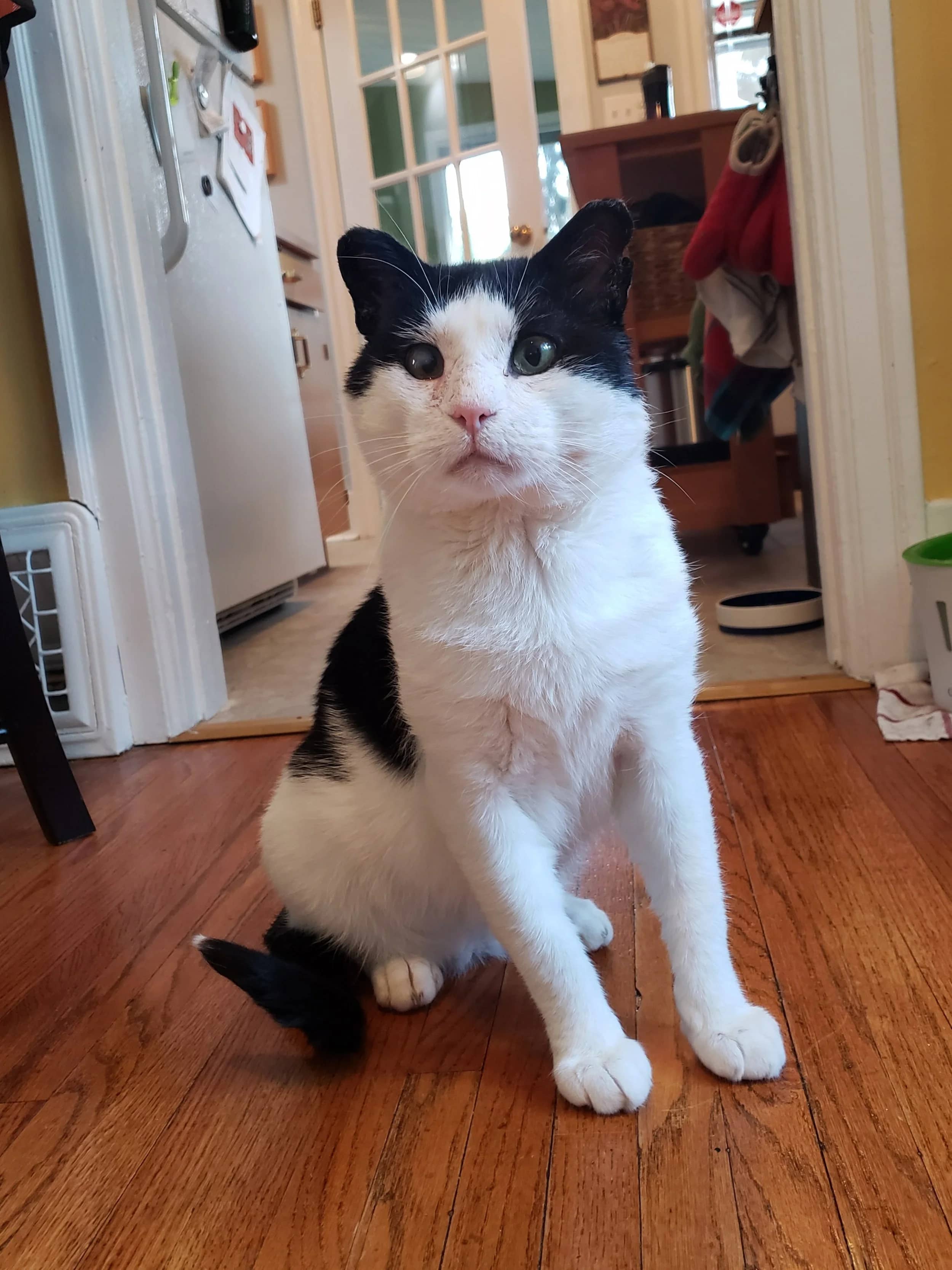Diggory - Domestic Short Hair available for adoption