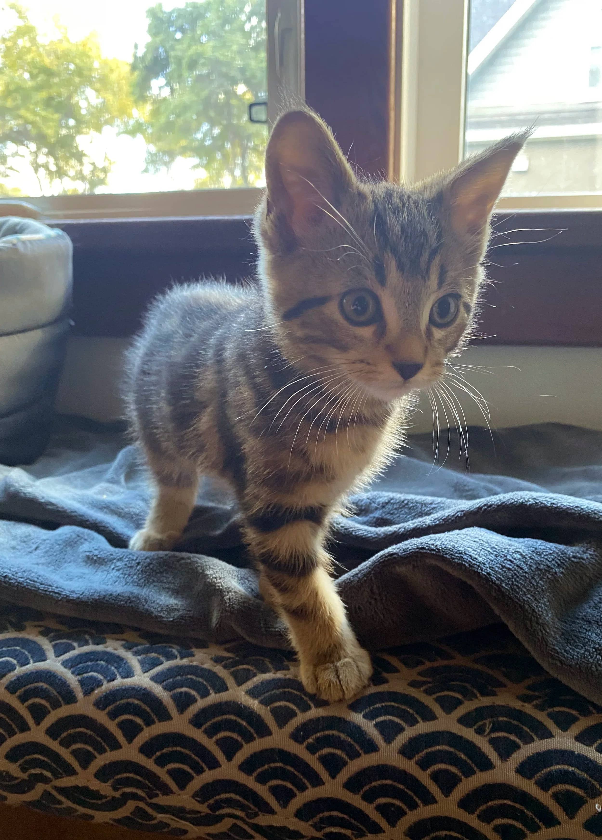 Coriander - Domestic Short Hair cat available for adoption at SCAT Street Cat Rescue Program in Saskatoon