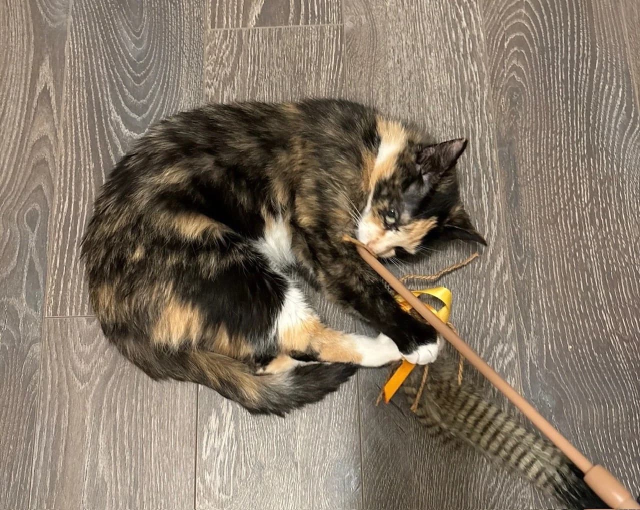 Xyla - Domestic Short Hair cat available for adoption at SCAT Street Cat Rescue Program in Saskatoon