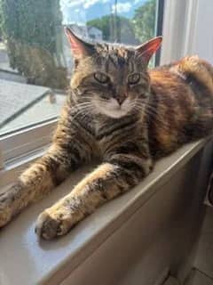 Breezy - Domestic Short Hair available for adoption