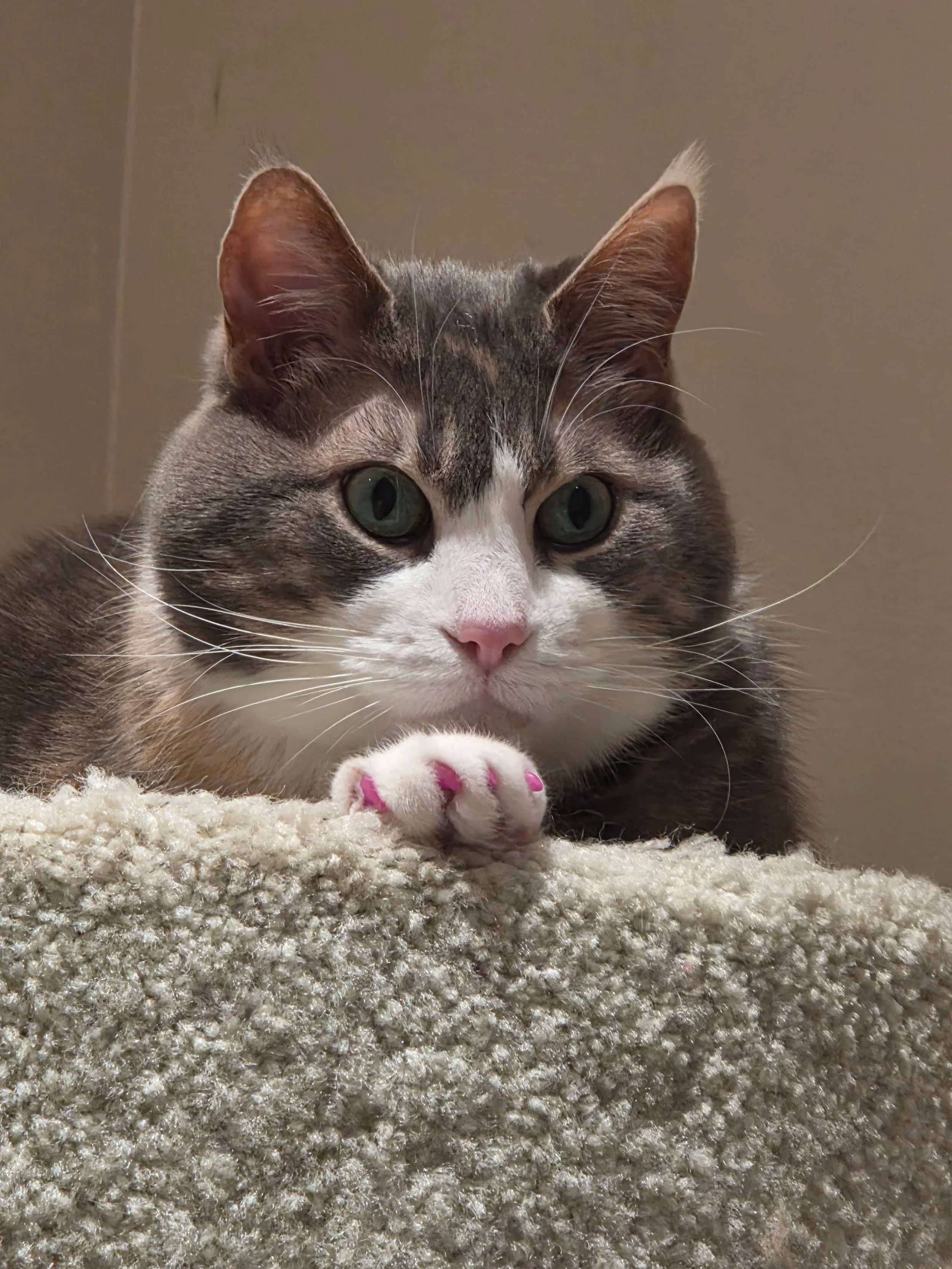 Umi - Domestic Medium Hair cat available for adoption in Saskatchewan