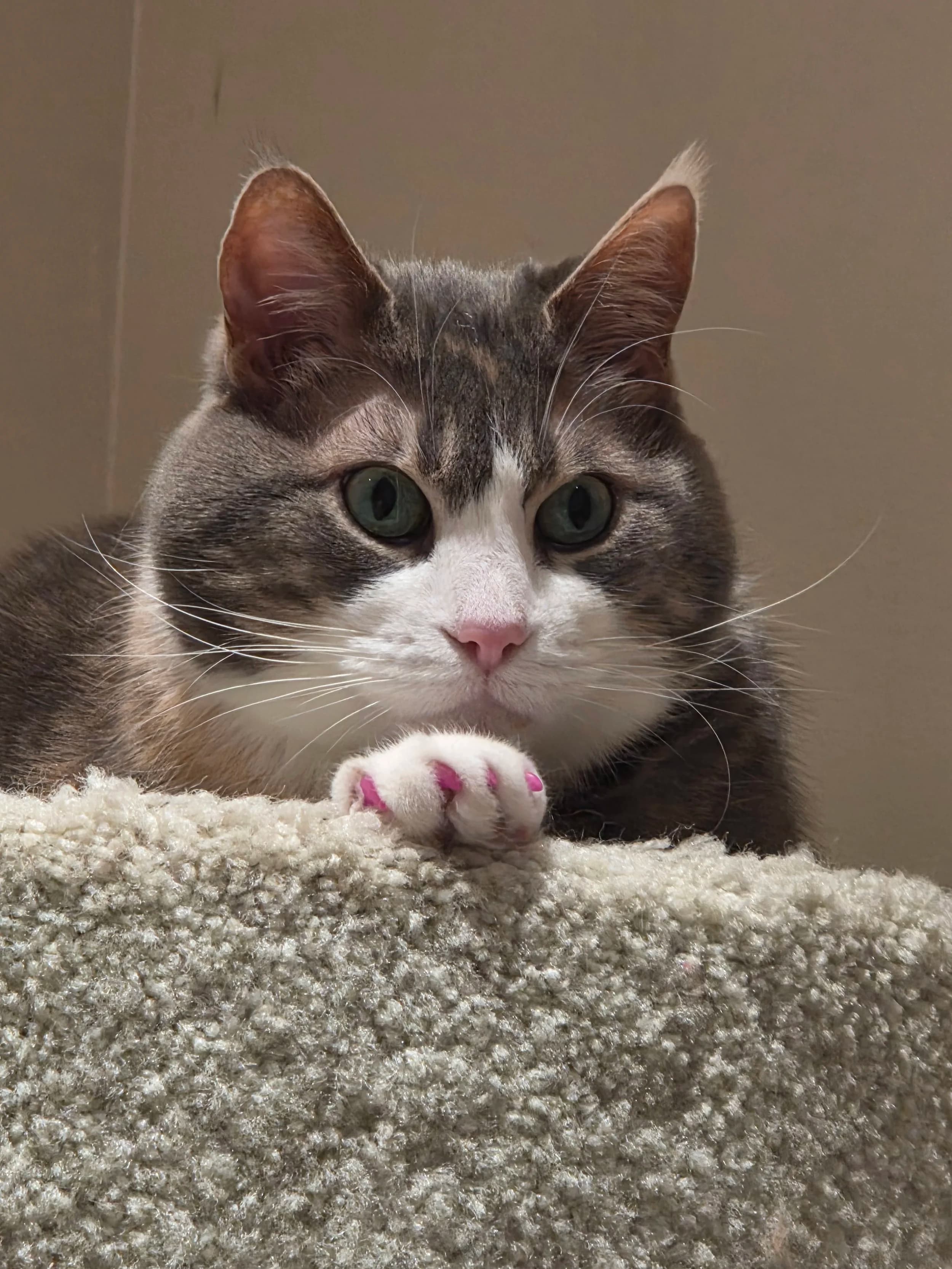Umi - Domestic Medium Hair cat available for adoption at SCAT Street Cat Rescue Program in Saskatoon