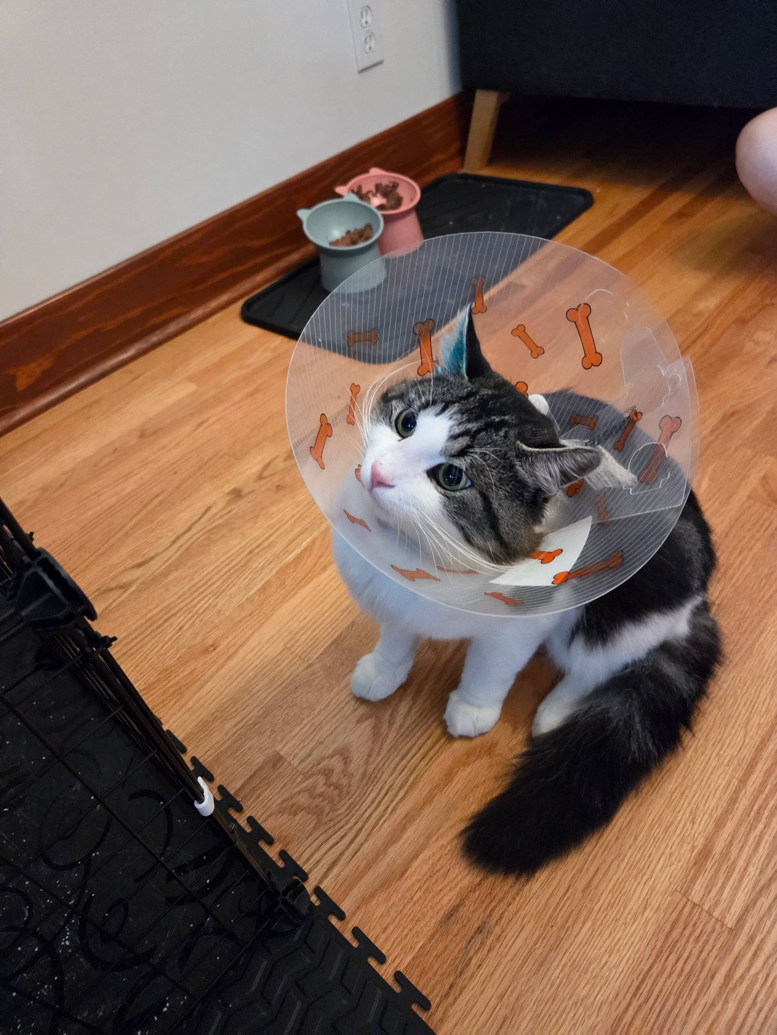 Kei - Domestic Medium Hair cat available for adoption at SCAT Street Cat Rescue Program in Saskatoon