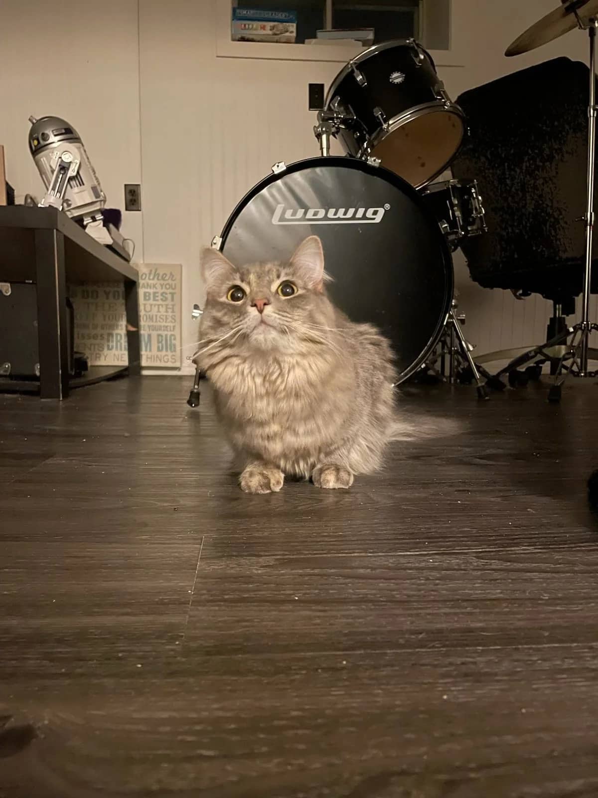 Loch Ness Monster - Domestic Long Hair cat available for adoption at SCAT Street Cat Rescue Program in Saskatoon