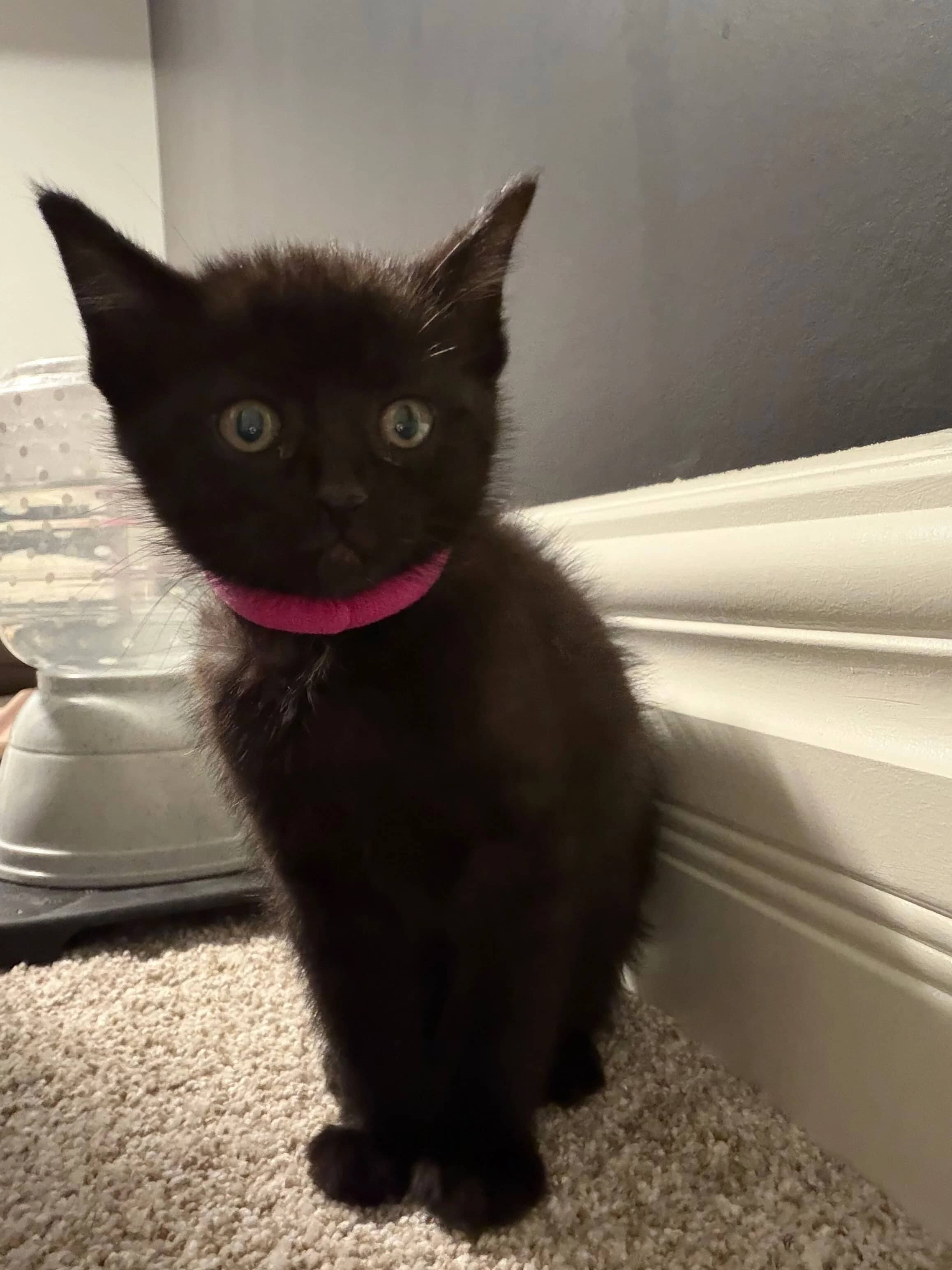 Tillie - Domestic Short Hair available for adoption