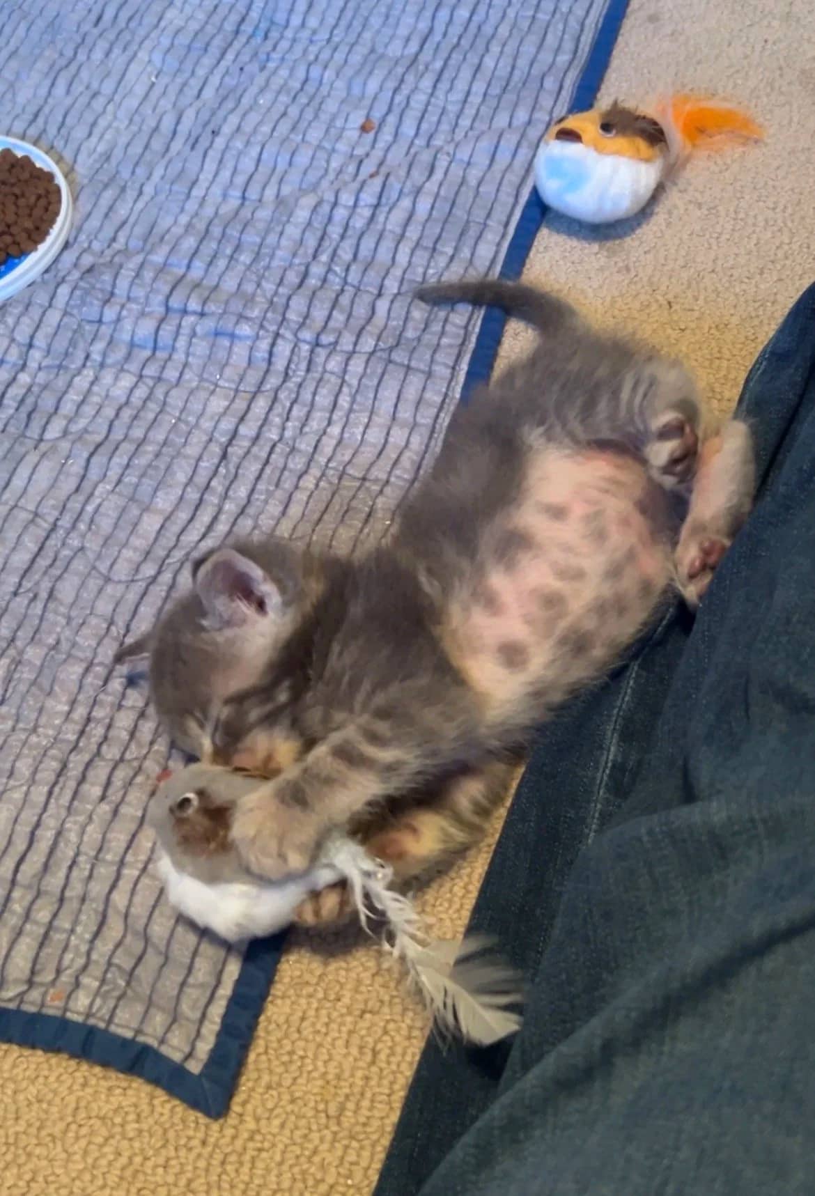 Hermit - Domestic Short Hair cat available for adoption at SCAT Street Cat Rescue Program in Saskatoon