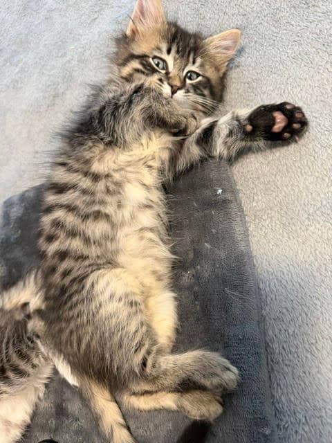 Gadget - Domestic Medium Hair cat available for adoption at SCAT Street Cat Rescue Program in Saskatoon