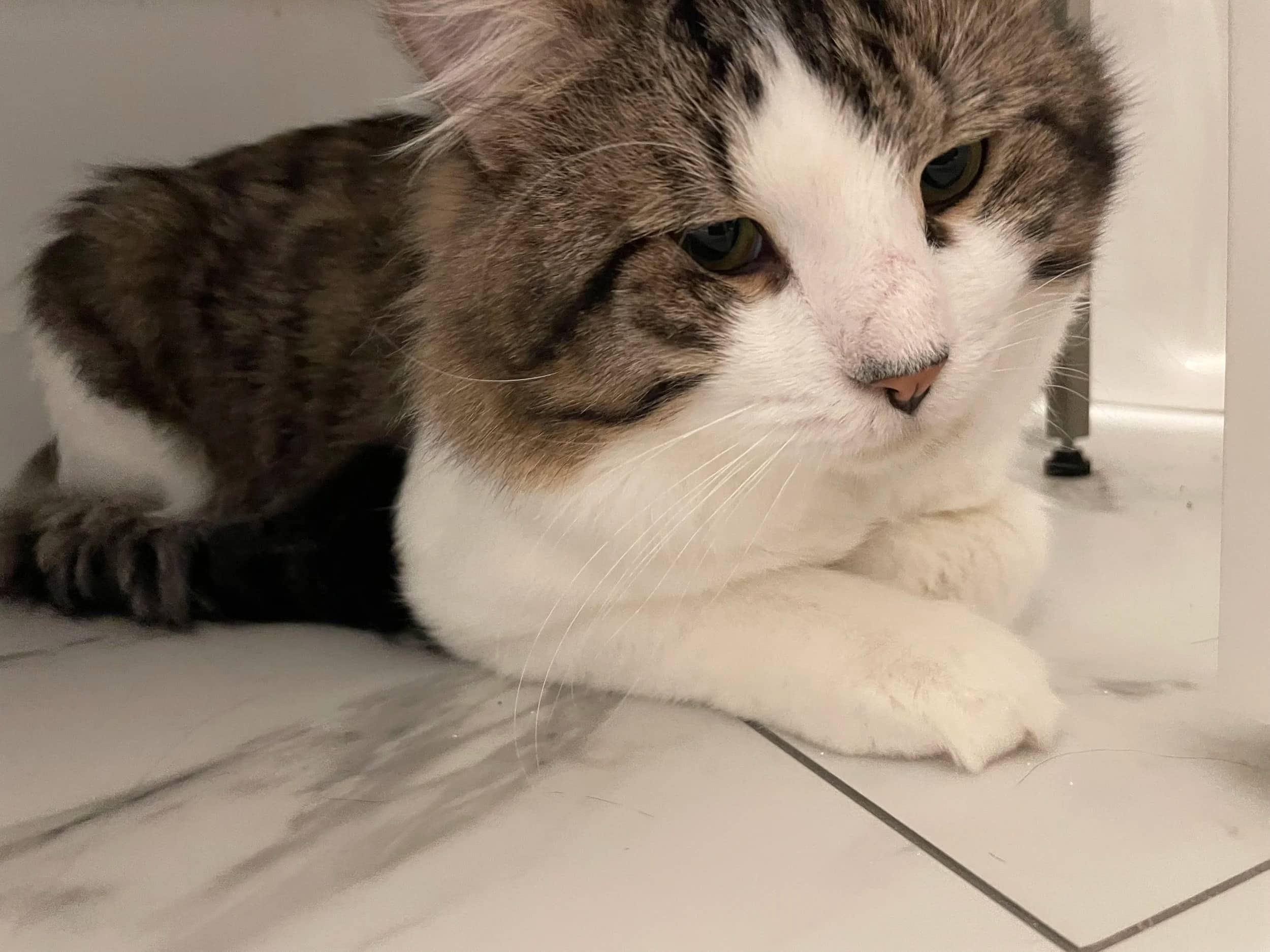 Teddy - Domestic Medium Hair cat available for adoption at SCAT Street Cat Rescue Program in Saskatoon