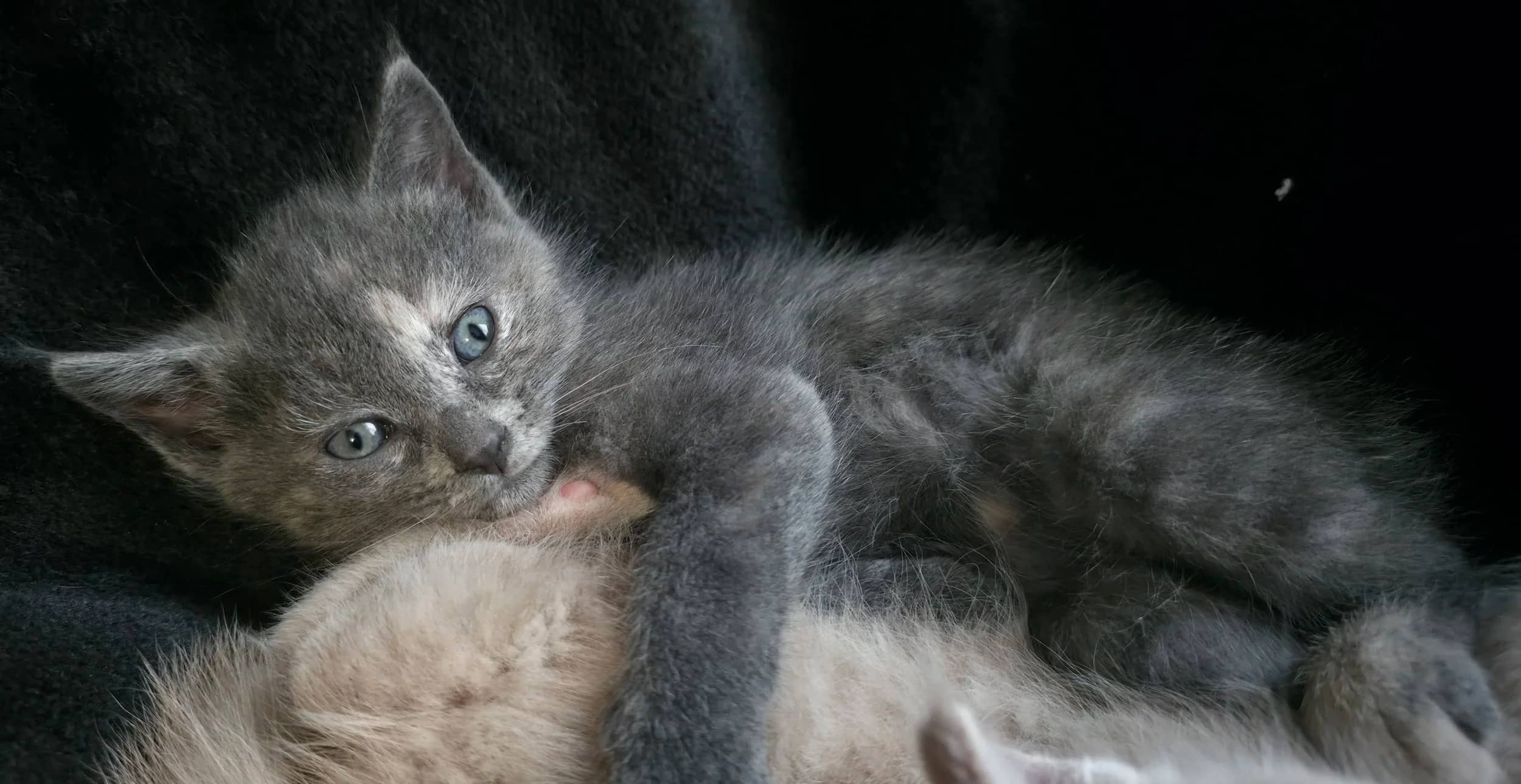 Nemesis - Domestic Short Hair cat available for adoption at SCAT Street Cat Rescue Program in Saskatoon