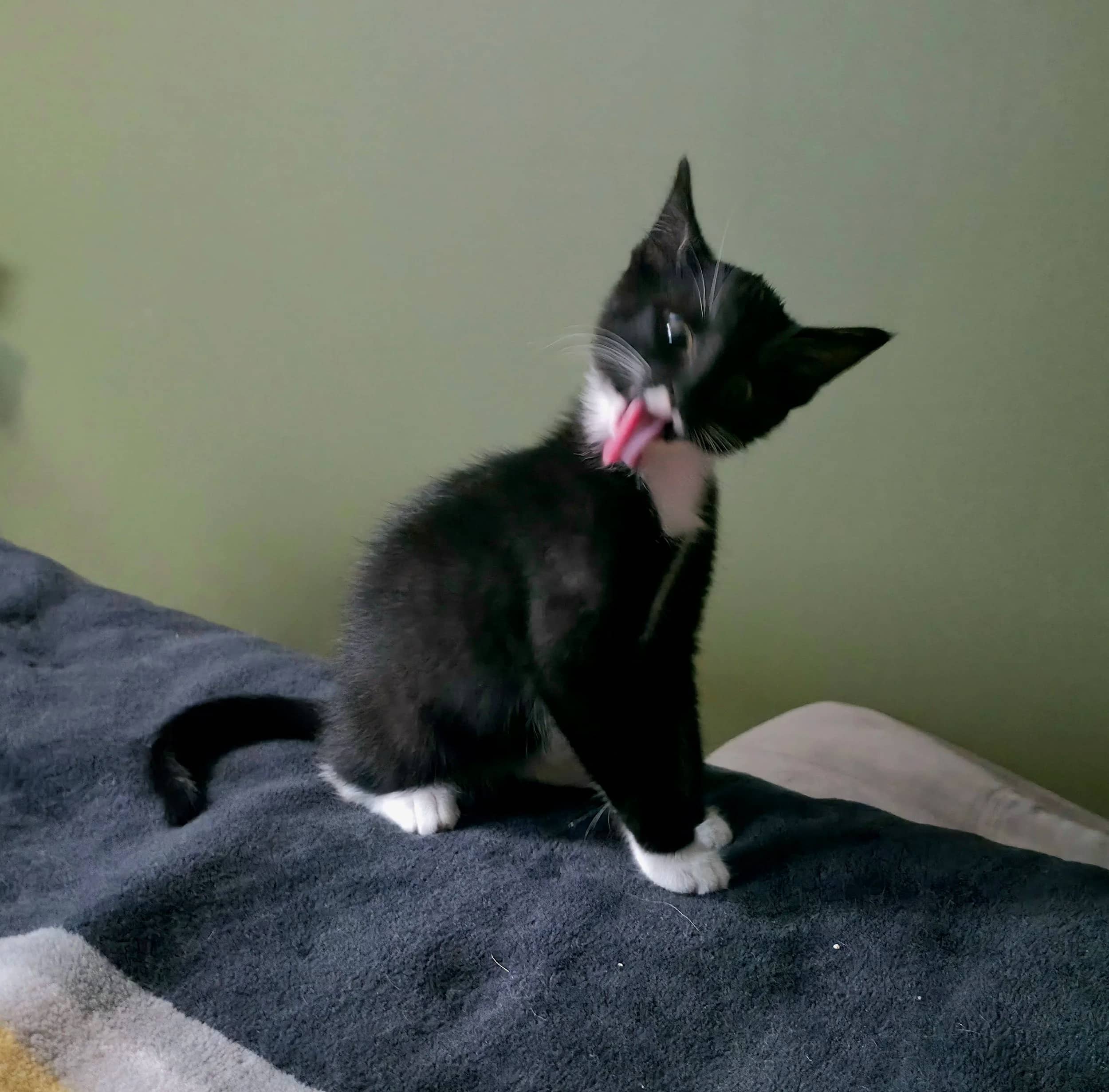 Uber Driver - Domestic Short Hair cat available for adoption at SCAT Street Cat Rescue Program in Saskatoon
