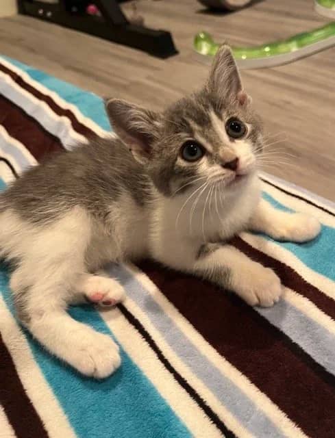 Opry - Domestic Short Hair cat available for adoption at SCAT Street Cat Rescue Program in Saskatoon
