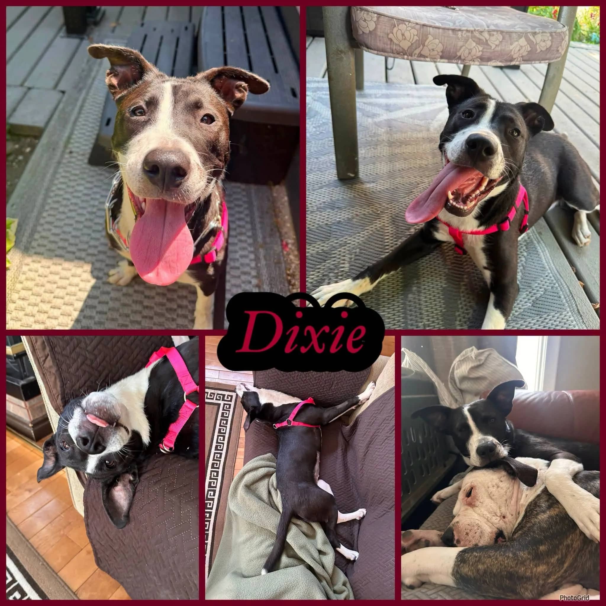 Aire - Pitbull Mix available for adoption in Saskatchewan