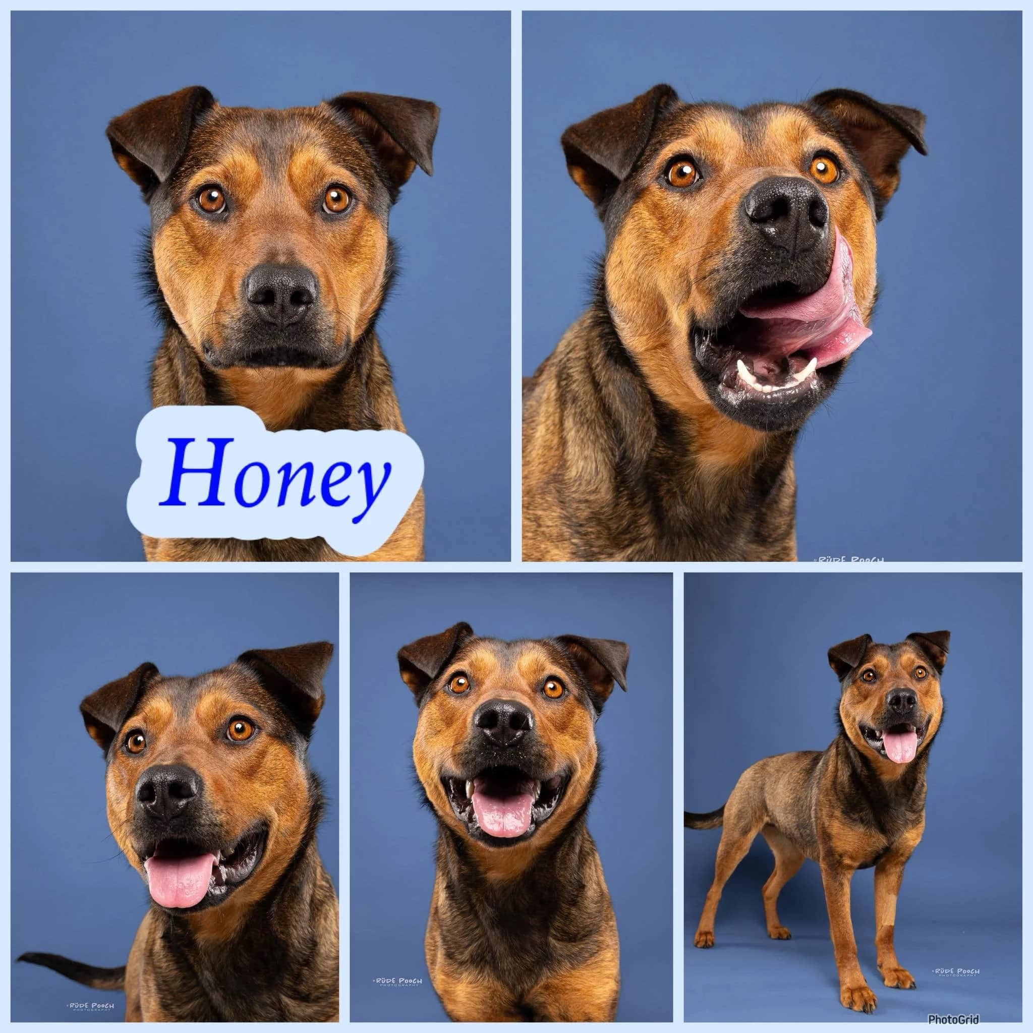 Honey - Staffy Mix available for adoption