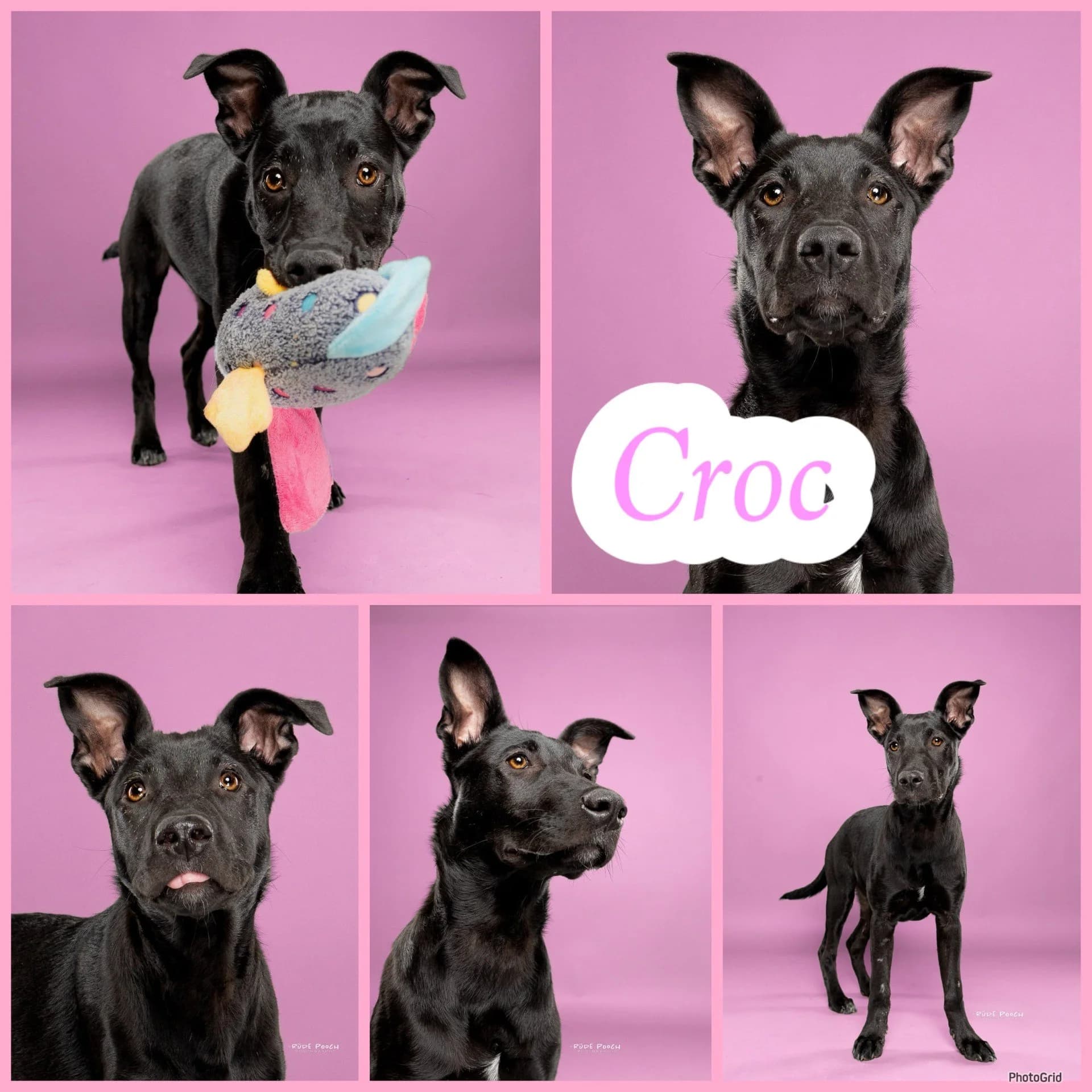 Croc - Shepherd Mix available for adoption in Saskatchewan