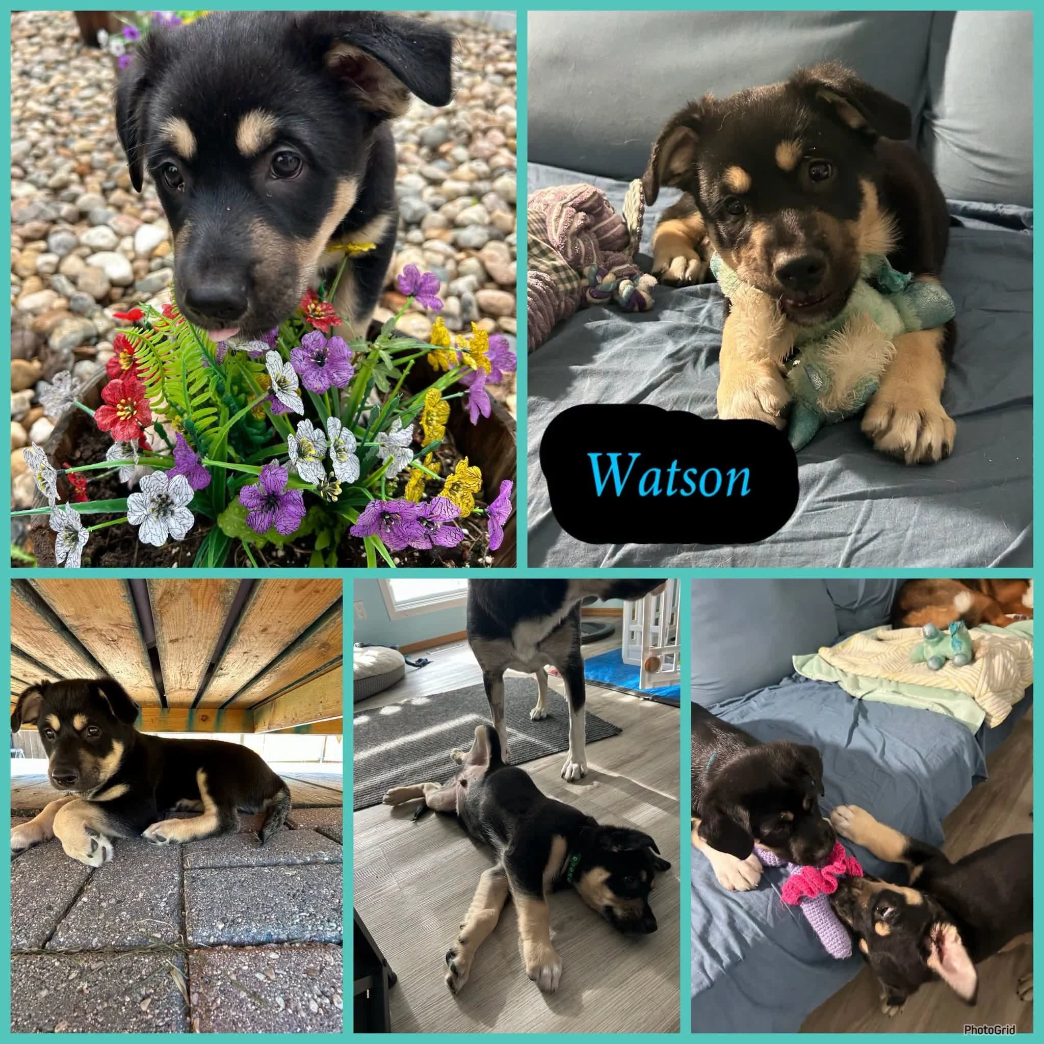 Watson - Shepherd Mix available for adoption at CC RezQ's in Regina