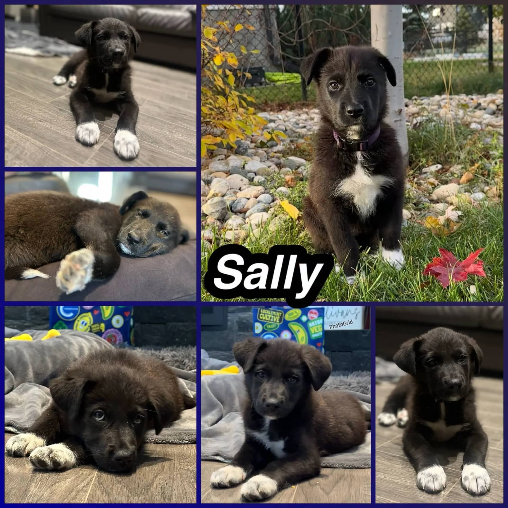 Sally - Mixed Breed available for adoption in Saskatchewan