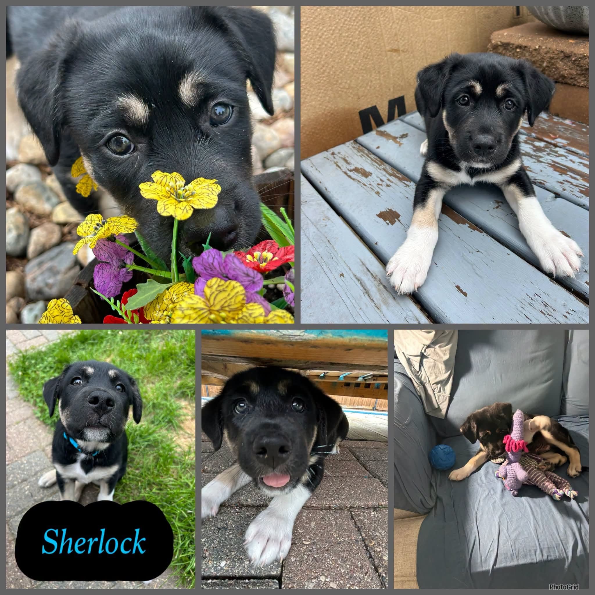 Sherlock - Shepherd Mix available for adoption at CC RezQ's in Regina