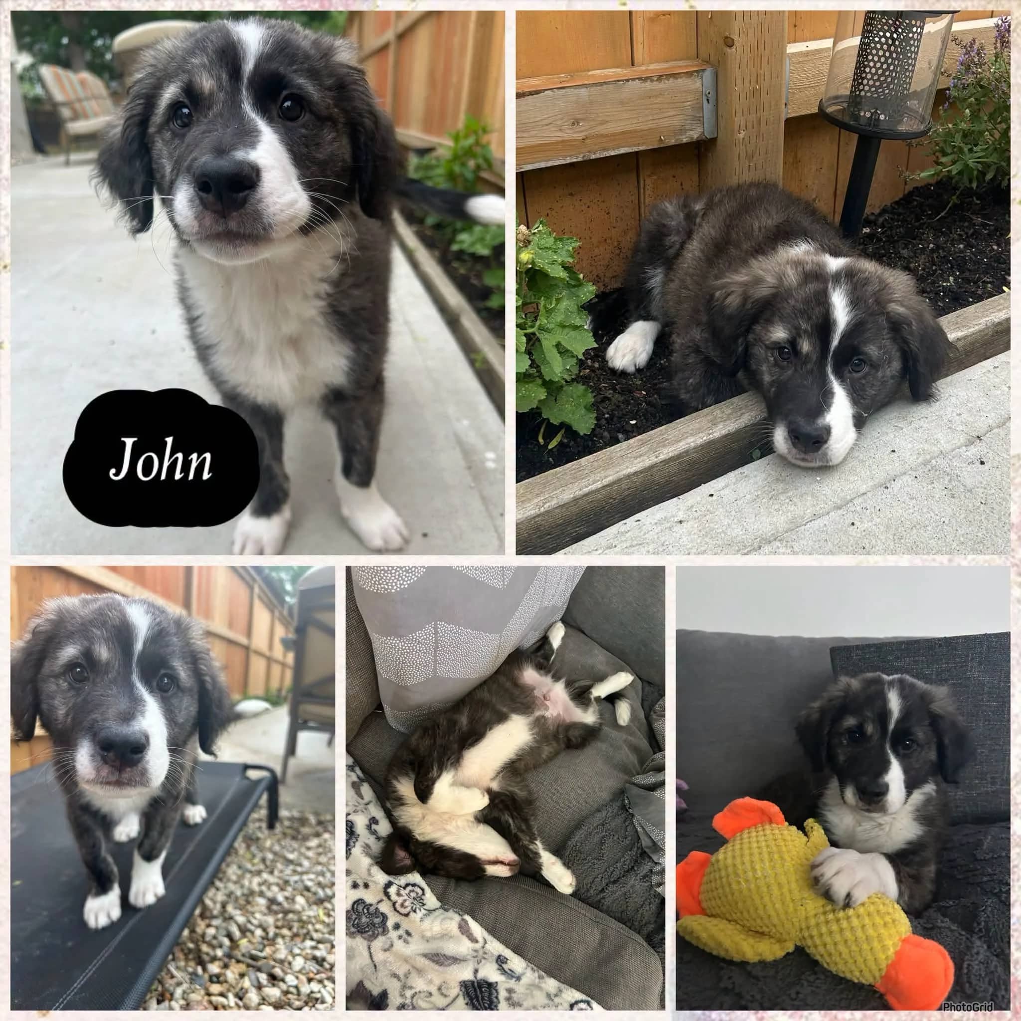 John - Shepherd/Pitbull Mix available for adoption