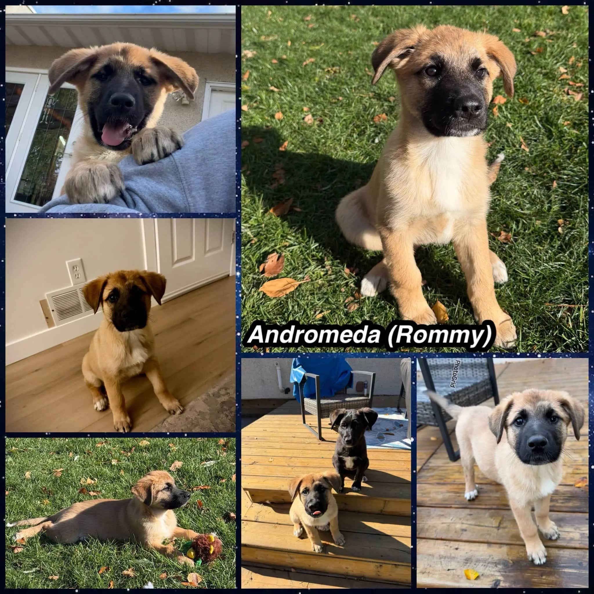 Andromeda - Shepherd Mix available for adoption in Saskatchewan