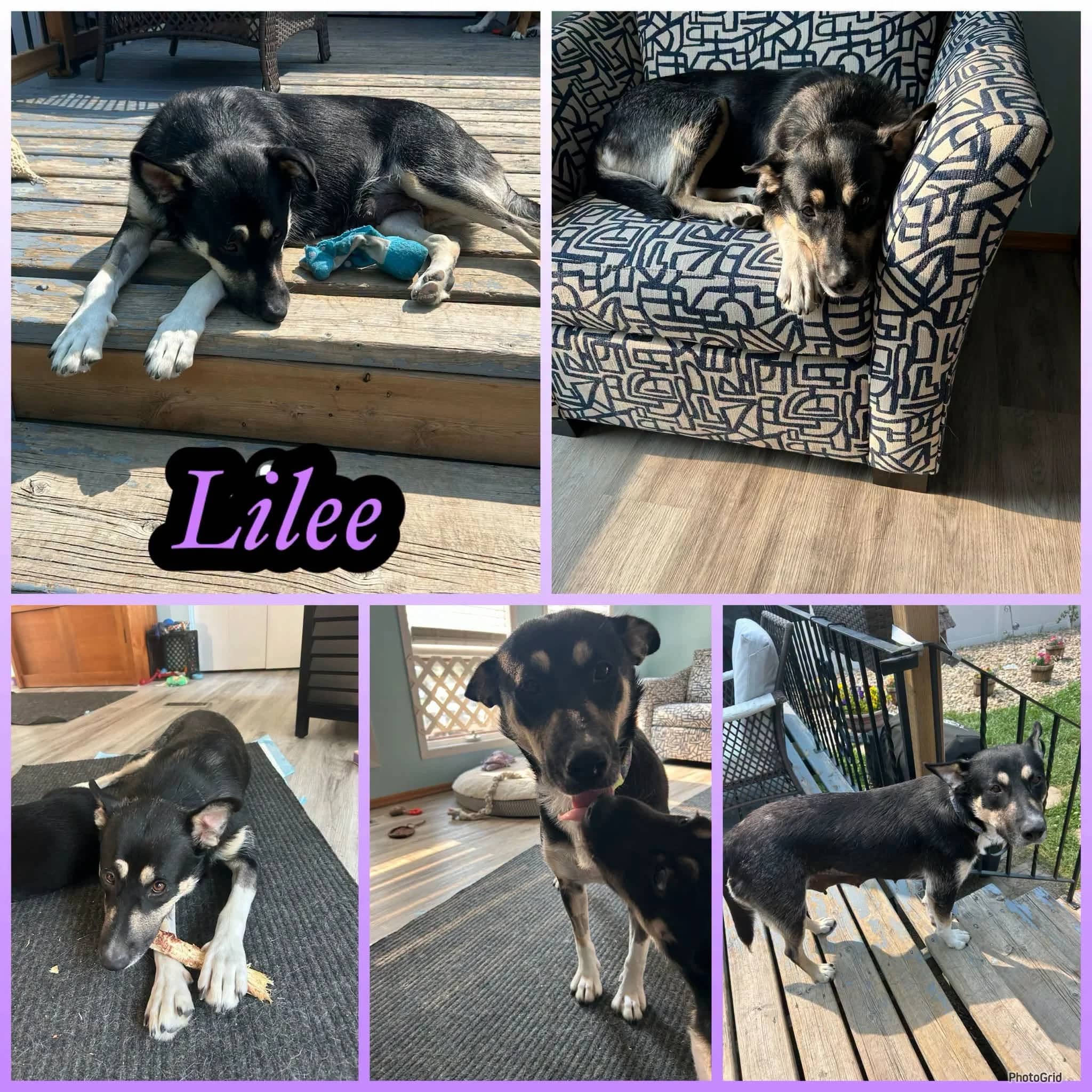 Lilee - Shepherd Mix available for adoption