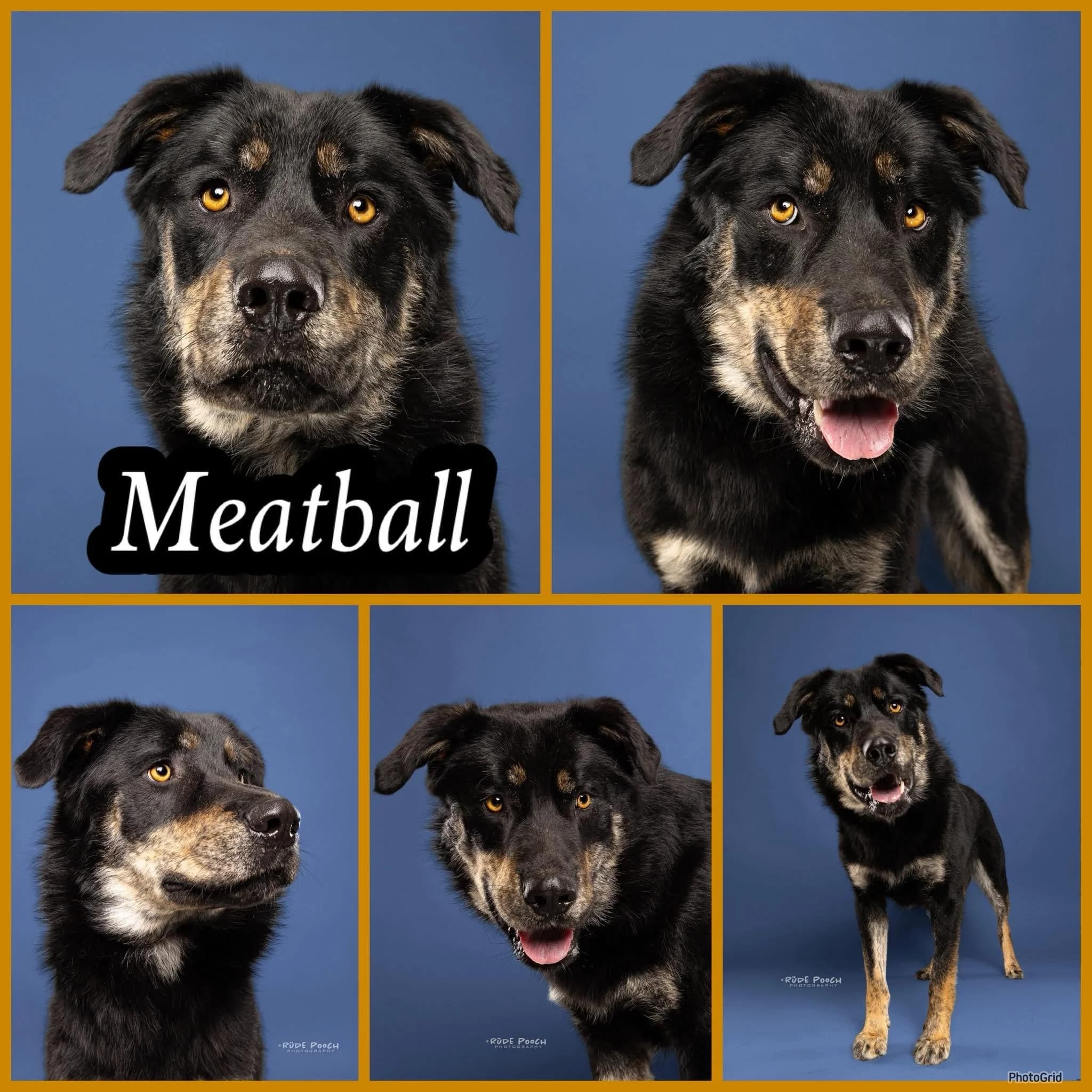 Meatball - Shepherd Mix available for adoption