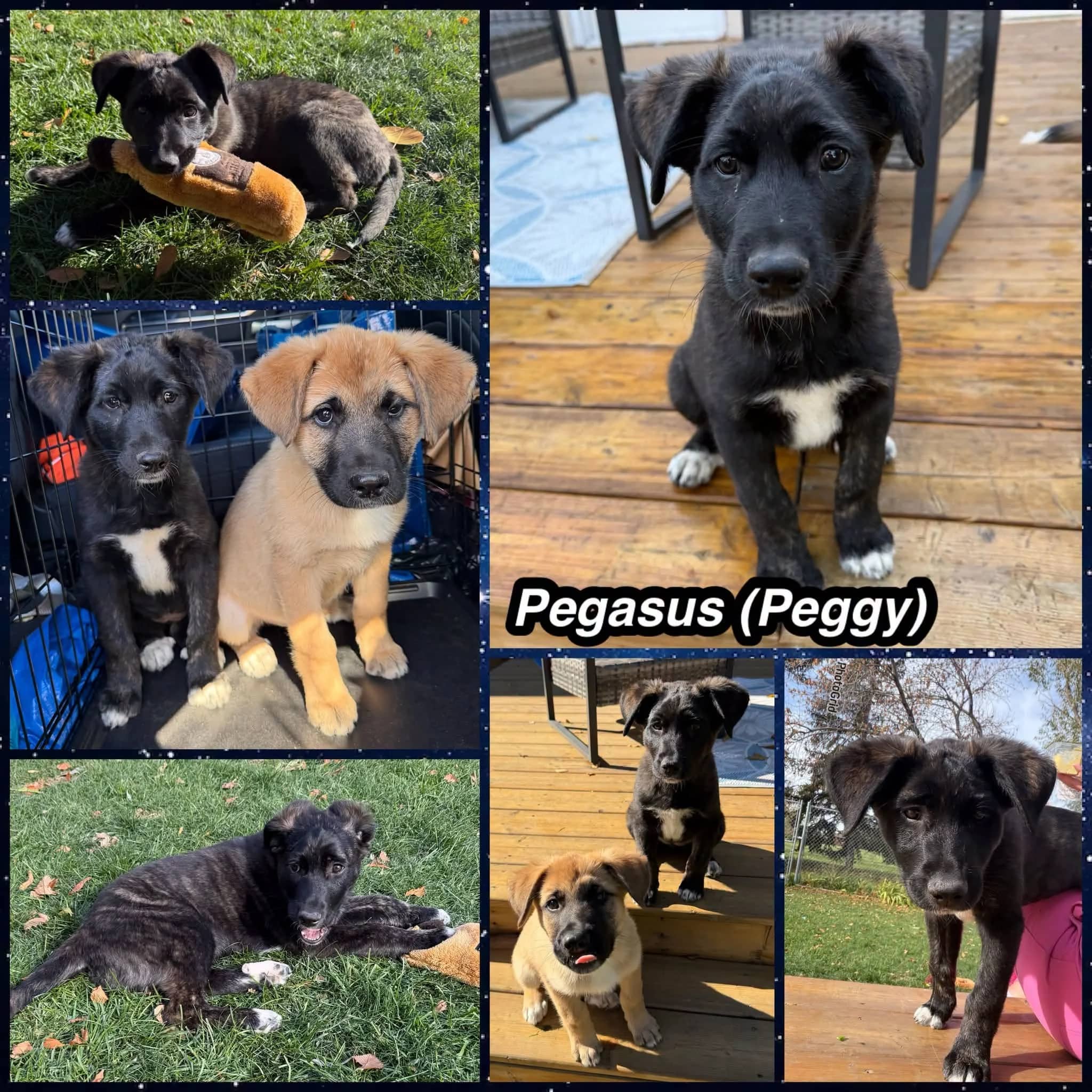 Pegasus - Shepherd Mix available for adoption in Saskatchewan