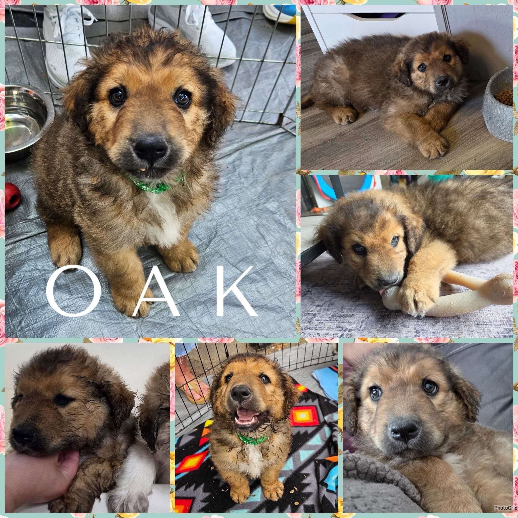 Oak - Shepherd/Collie Mix available for adoption in Calgary