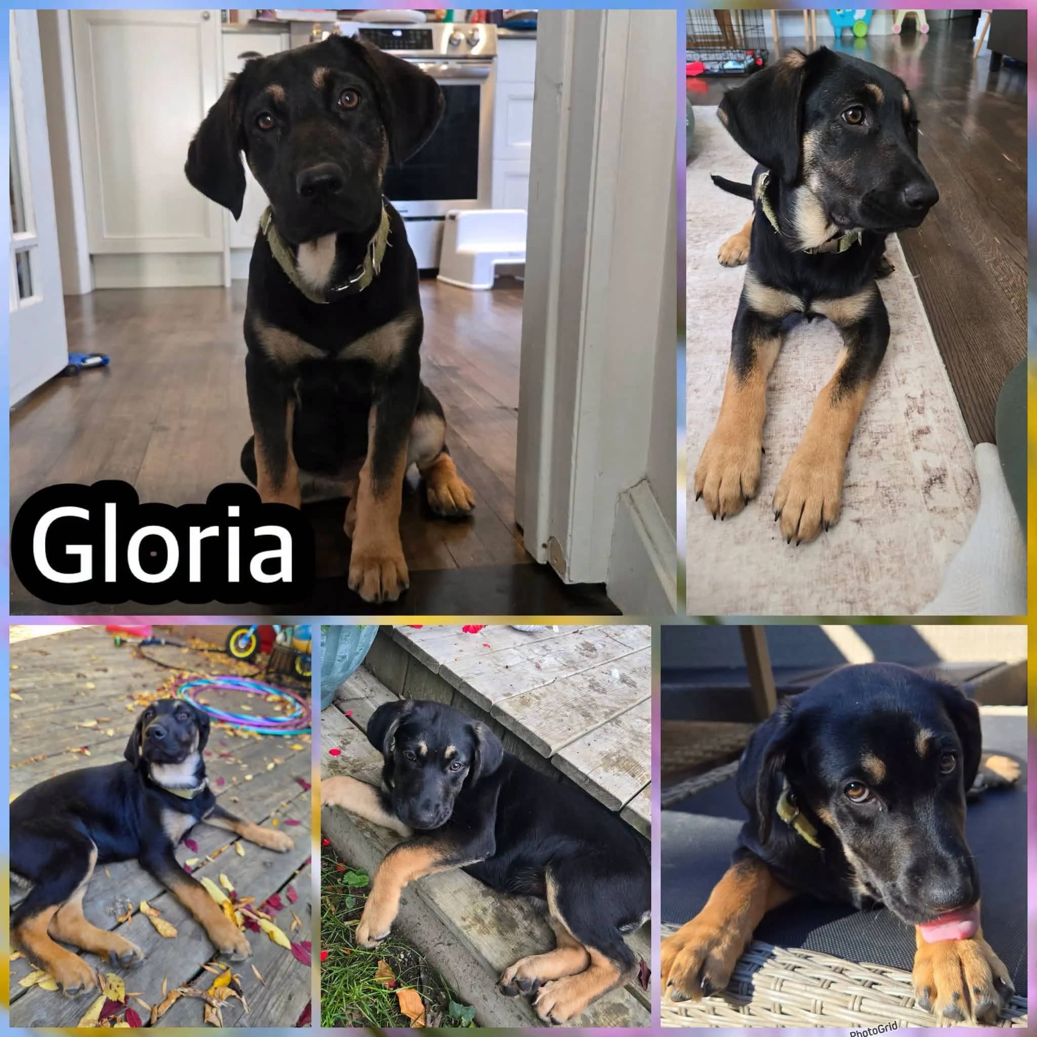 Gloria - Shepherd Mix available for adoption in Saskatchewan