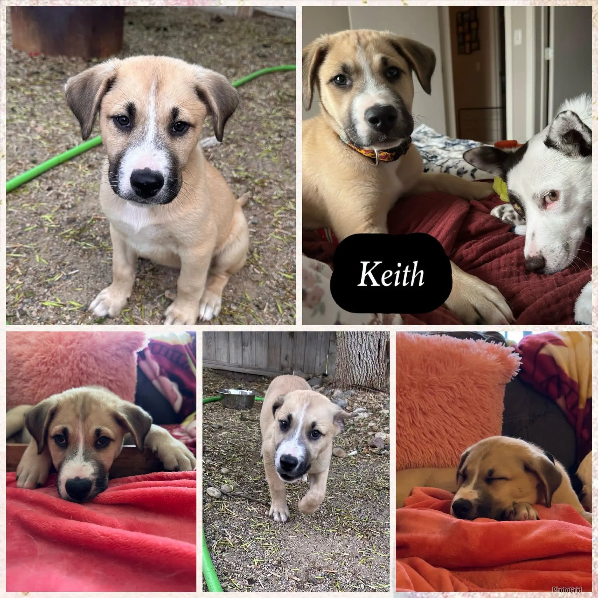 Keith - Shepherd/Pitbull Mix available for adoption at CC RezQ's in Regina