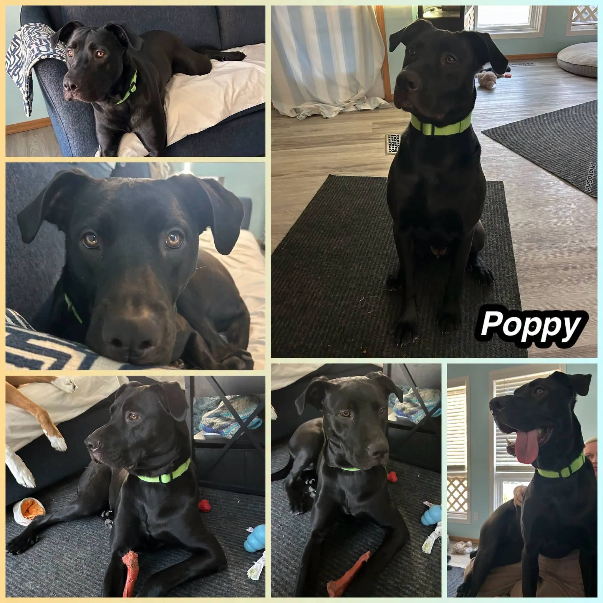 Poppy - Lab Mix available for adoption in Saskatchewan