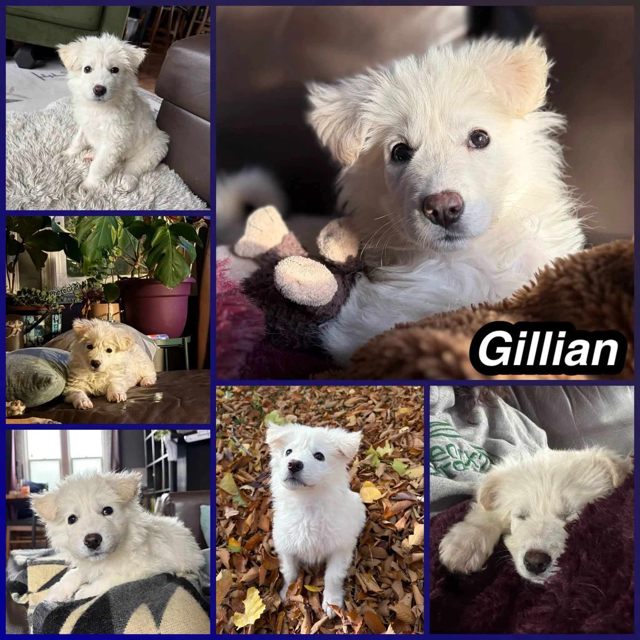 Gillian - Mixed Breed available for adoption in Saskatchewan