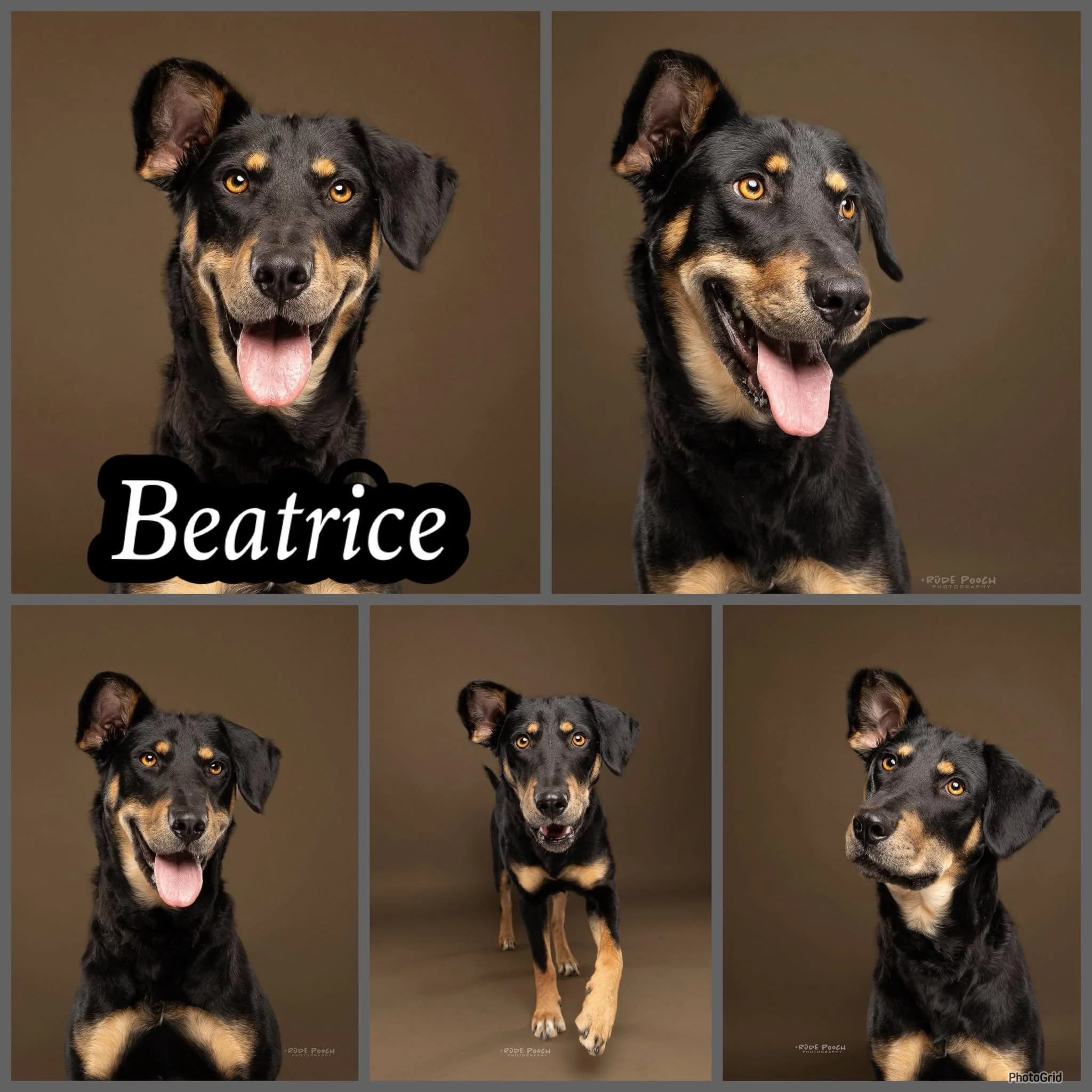 Beatrice - Roti Mix available for adoption in Saskatchewan