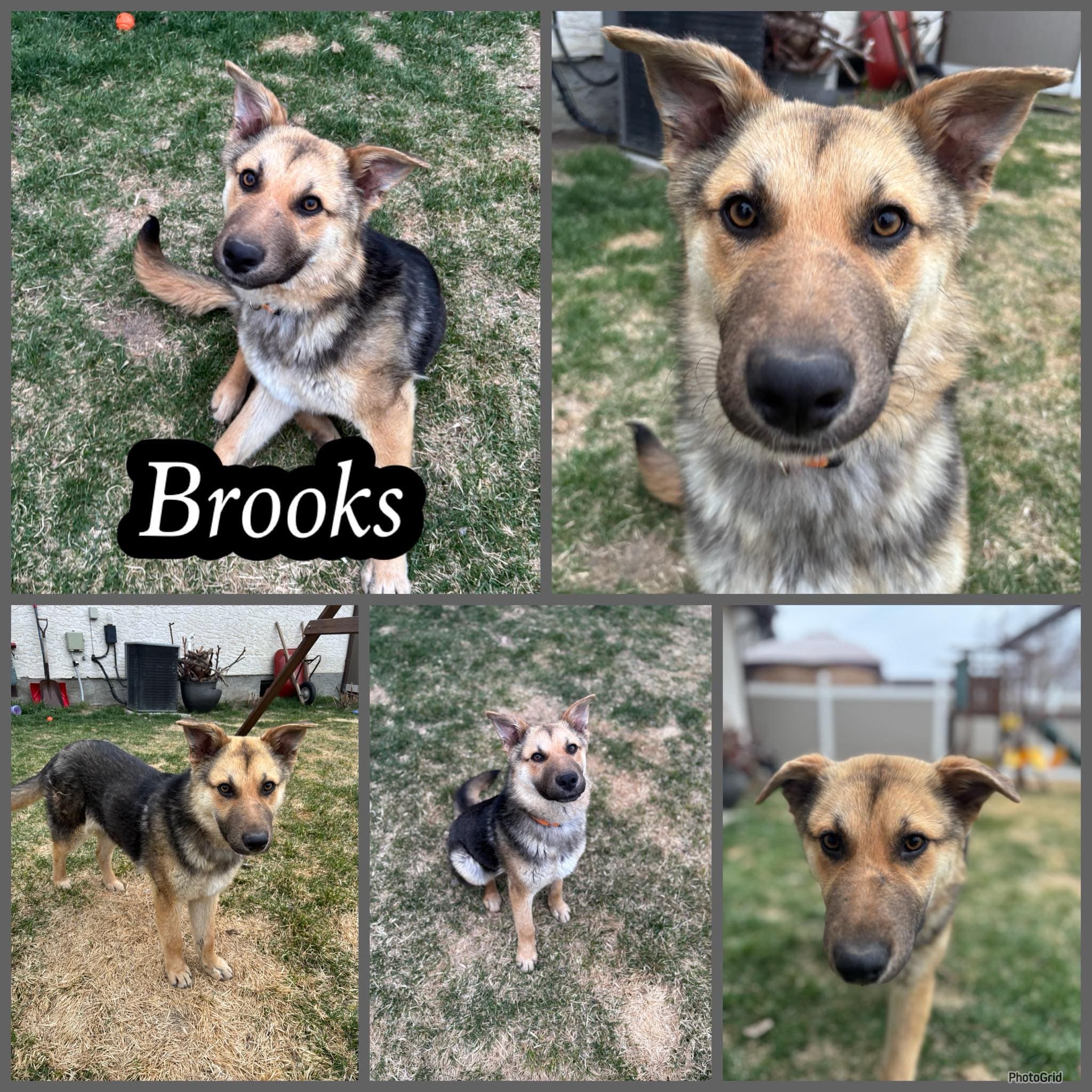 Brooks - Shepherd Mix available for adoption in Calgary