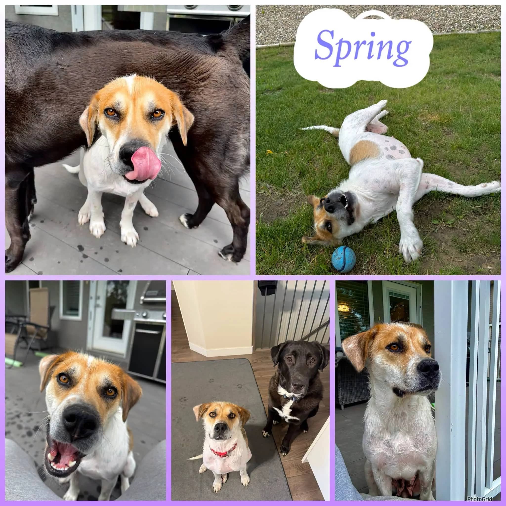 Spring - Shepherd/Collie Mix available for adoption