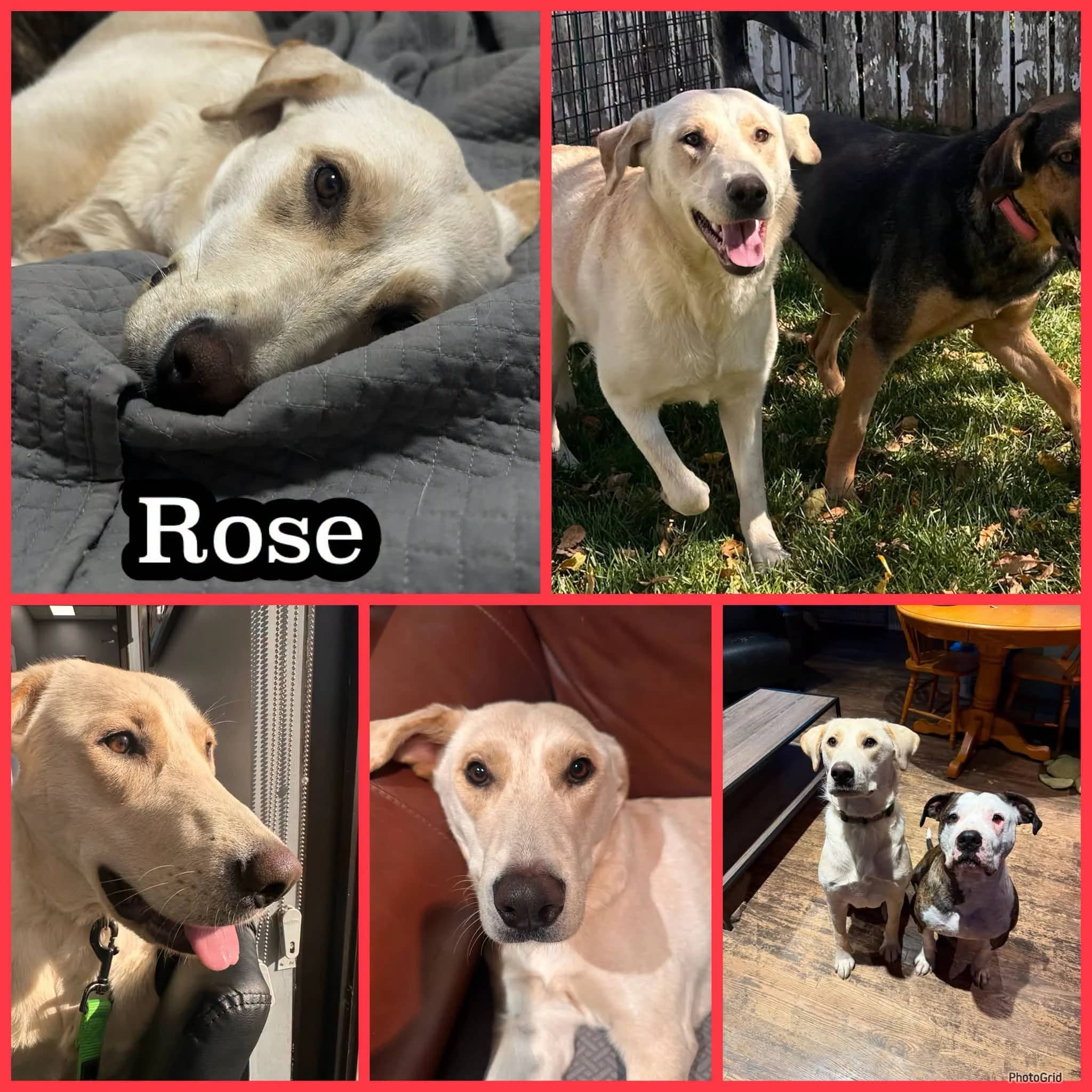 Rose - Retriever Mix available for adoption in Saskatchewan
