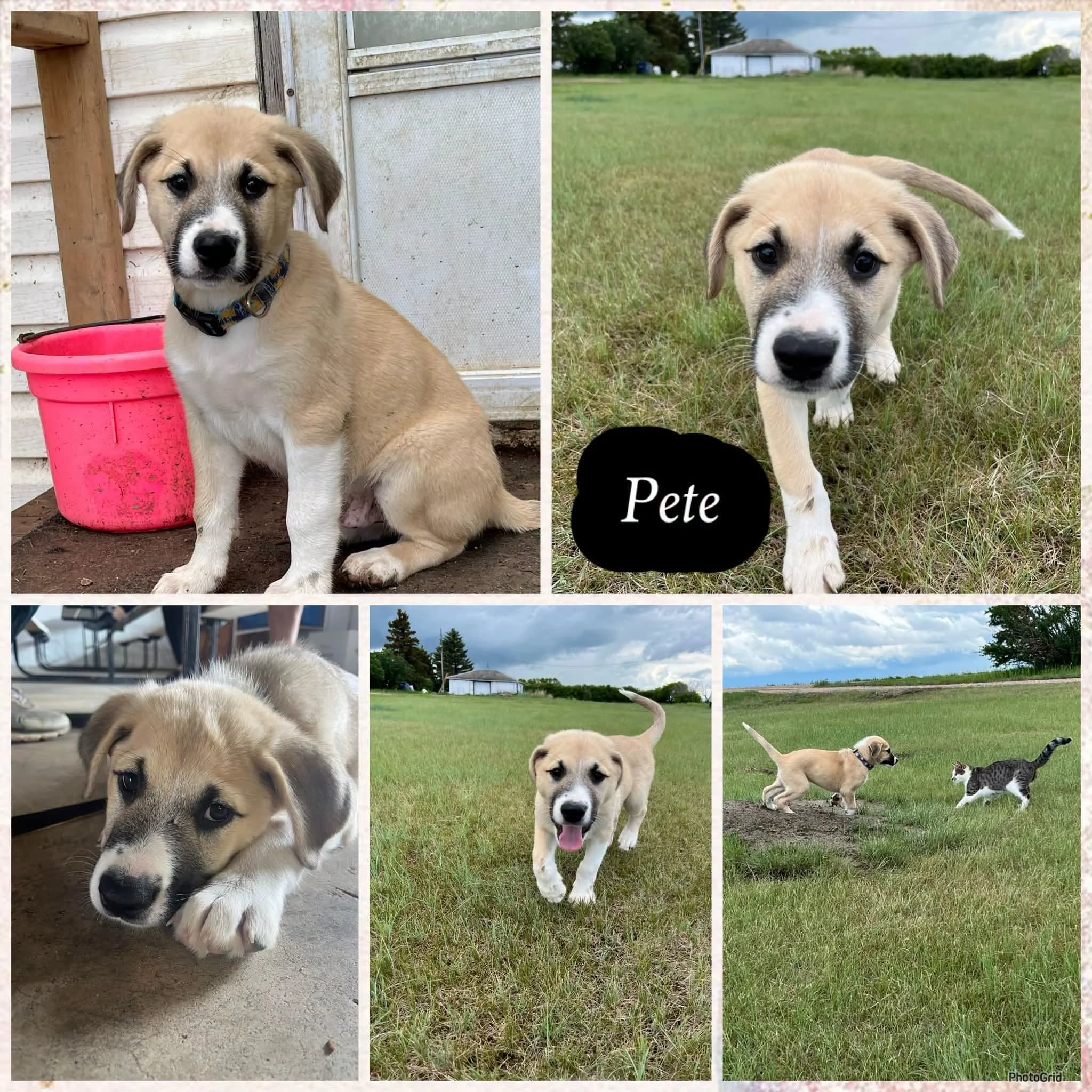 Pete - Shepherd/Pitbull Mix available for adoption at CC RezQ's in Regina