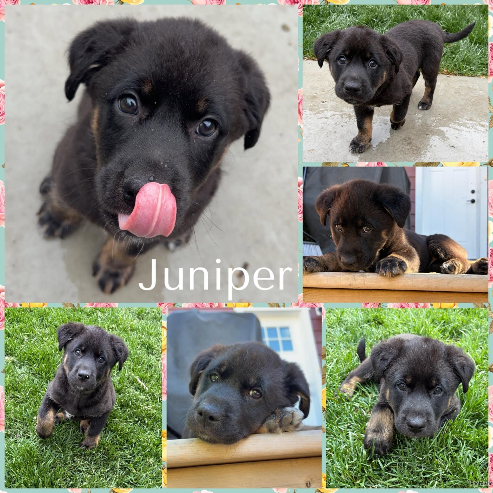 Juniper - Shepherd/Collie Mix available for adoption in Calgary