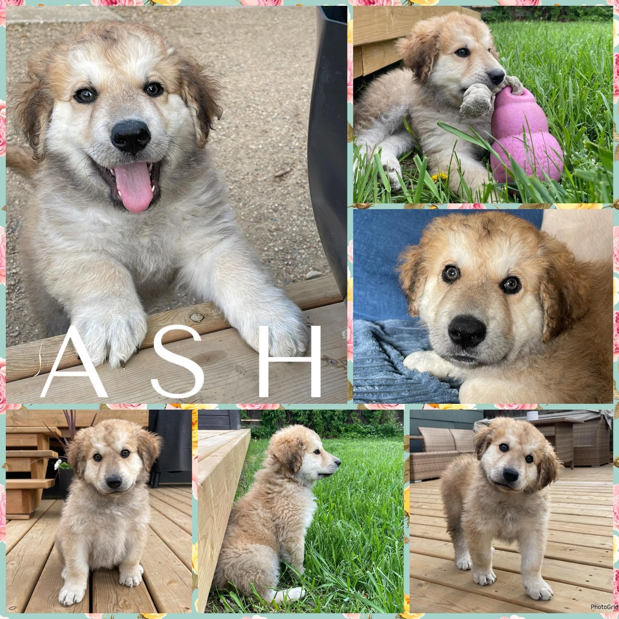 Ash - Shepherd/Collie Mix available for adoption in Saskatchewan