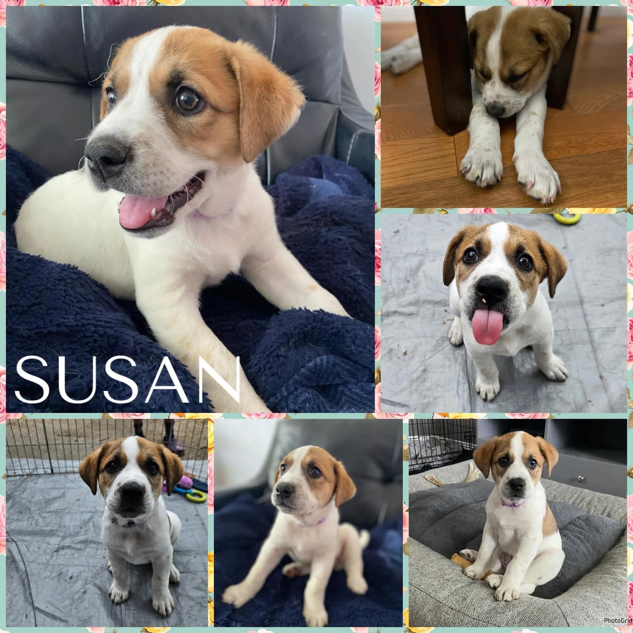 Susan - Shepherd/Collie Mix available for adoption in Calgary