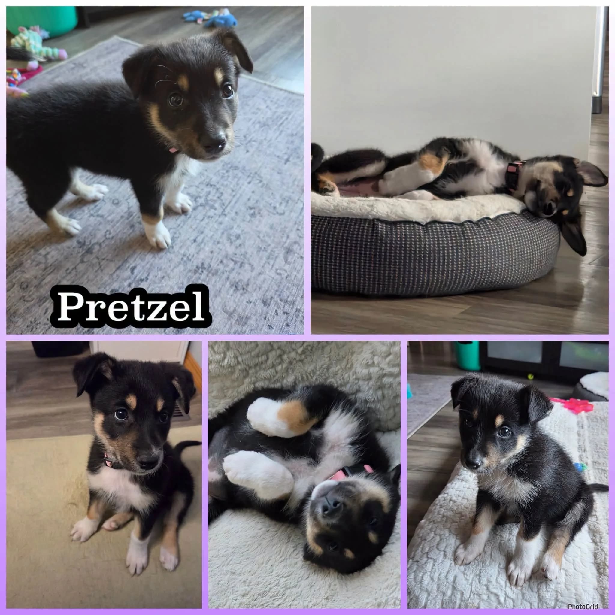 Pretzel