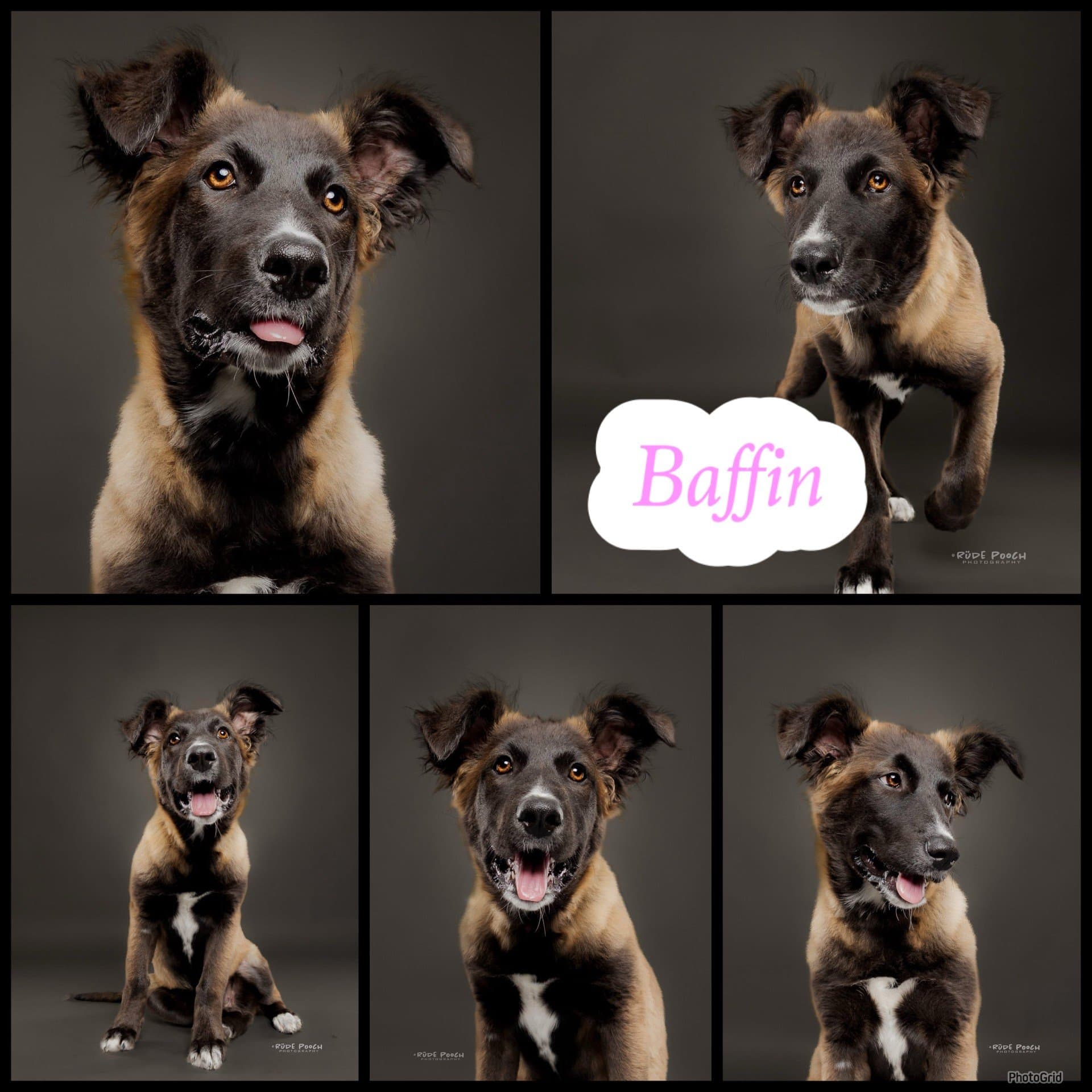 Baffin - Shepherd Mix available for adoption in Saskatchewan