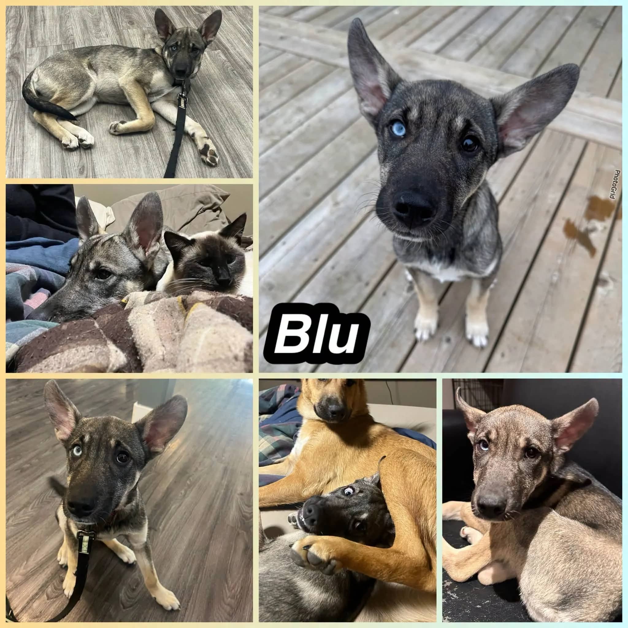 Blu - Shepherd Mix available for adoption in Saskatchewan