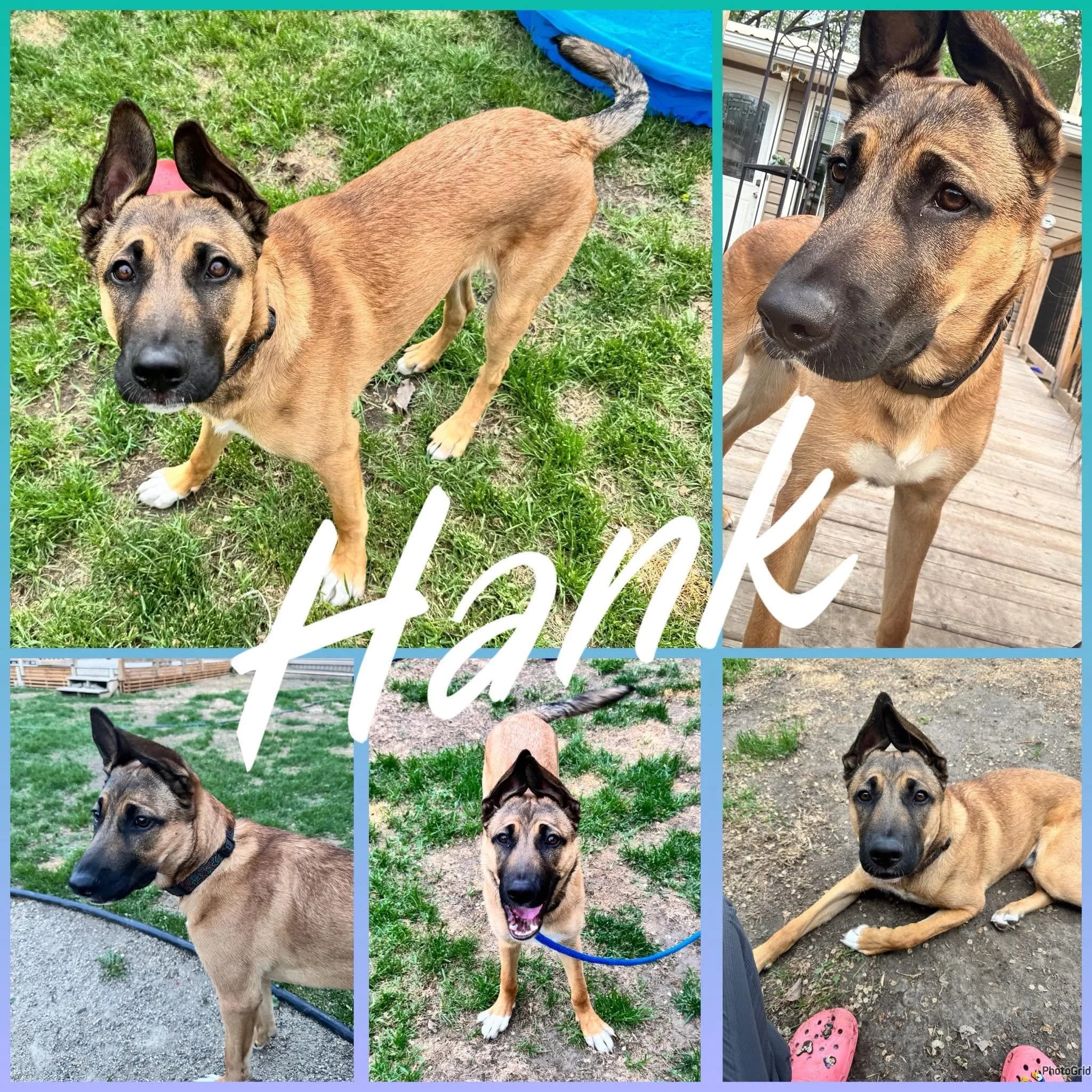 Hank - Shepherd/Lab Mix available for adoption in Calgary