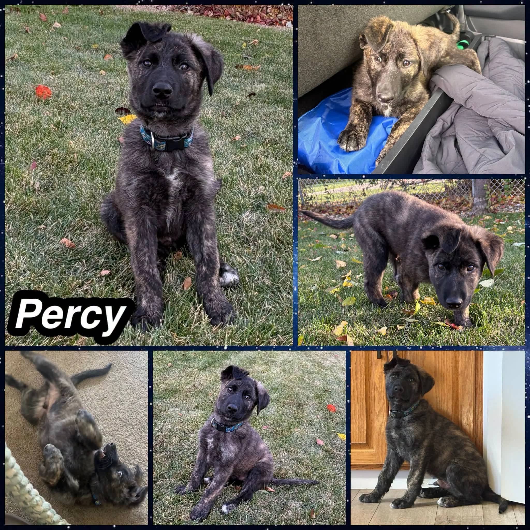 Percy - Shepherd Mix available for adoption in Saskatchewan