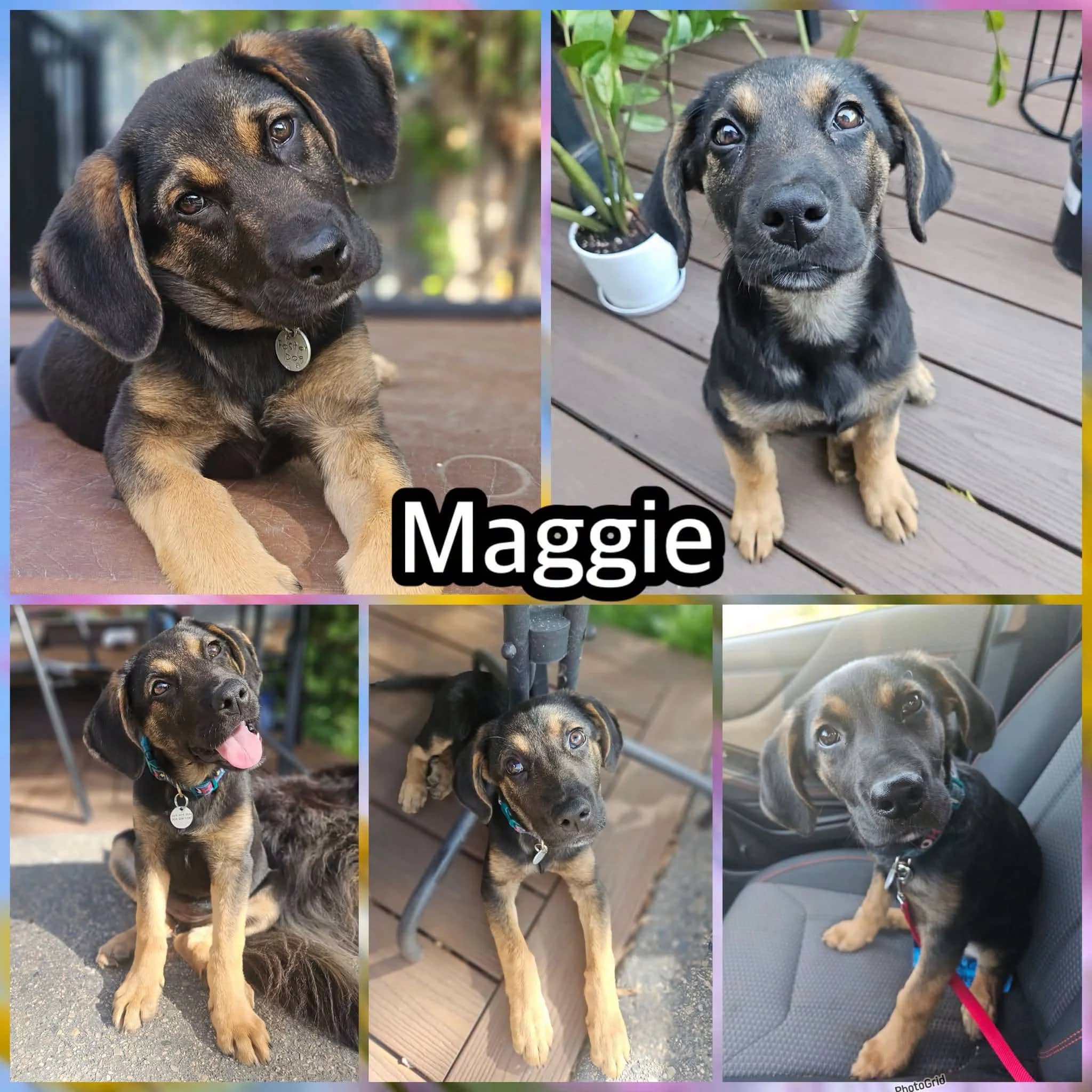 Maggie - Shepherd Mix available for adoption in Saskatchewan