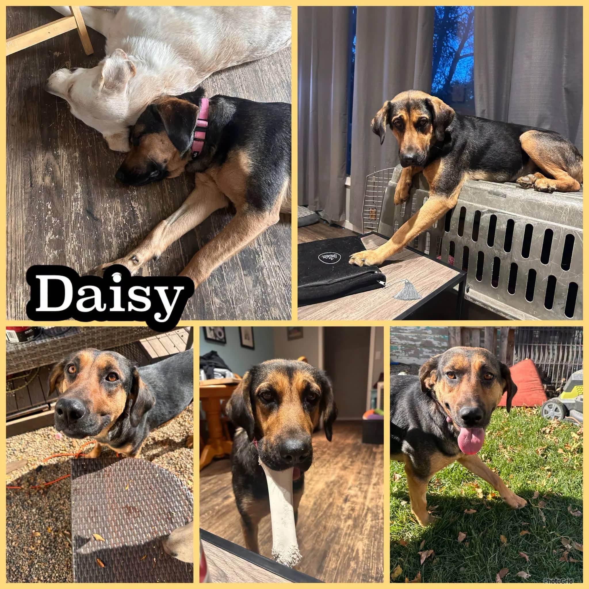 Daisy - Shepherd Mix available for adoption in Saskatchewan