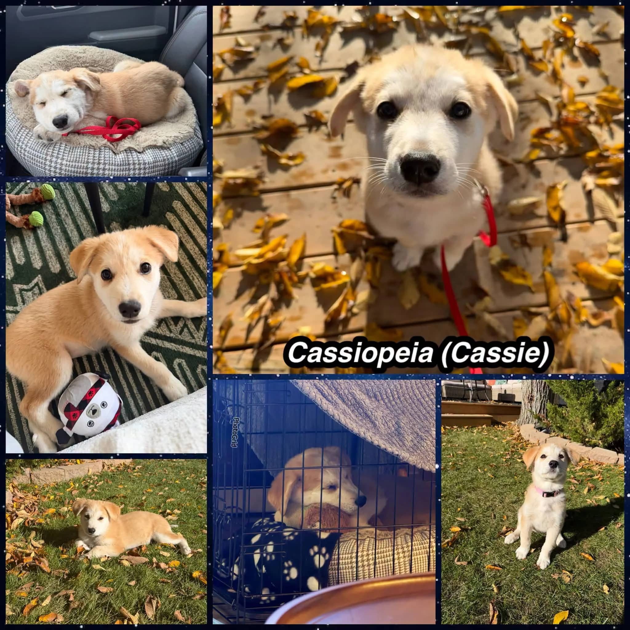 Cassiopeia - Shepherd Mix available for adoption in Saskatchewan