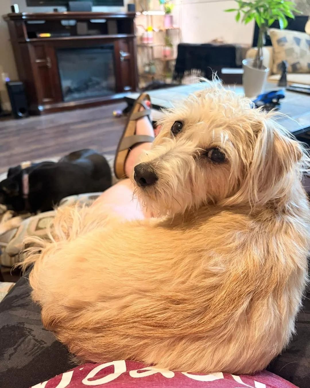 Scruffy - Small Mixed Breed available for adoption in Calgary